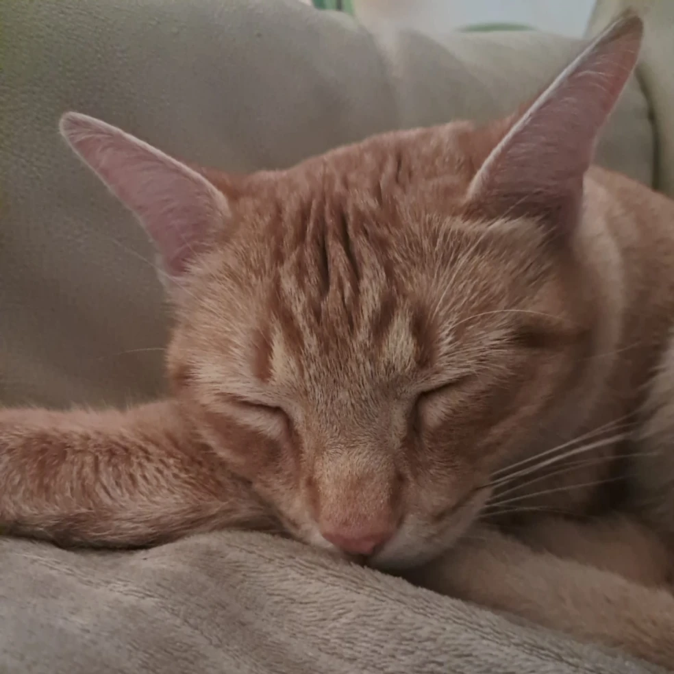 Milo