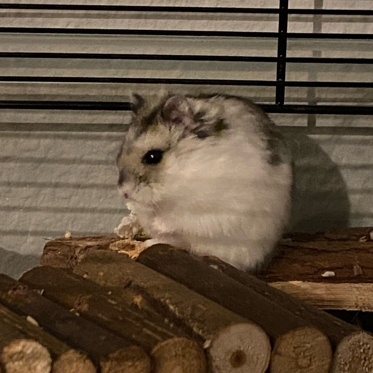Frieda