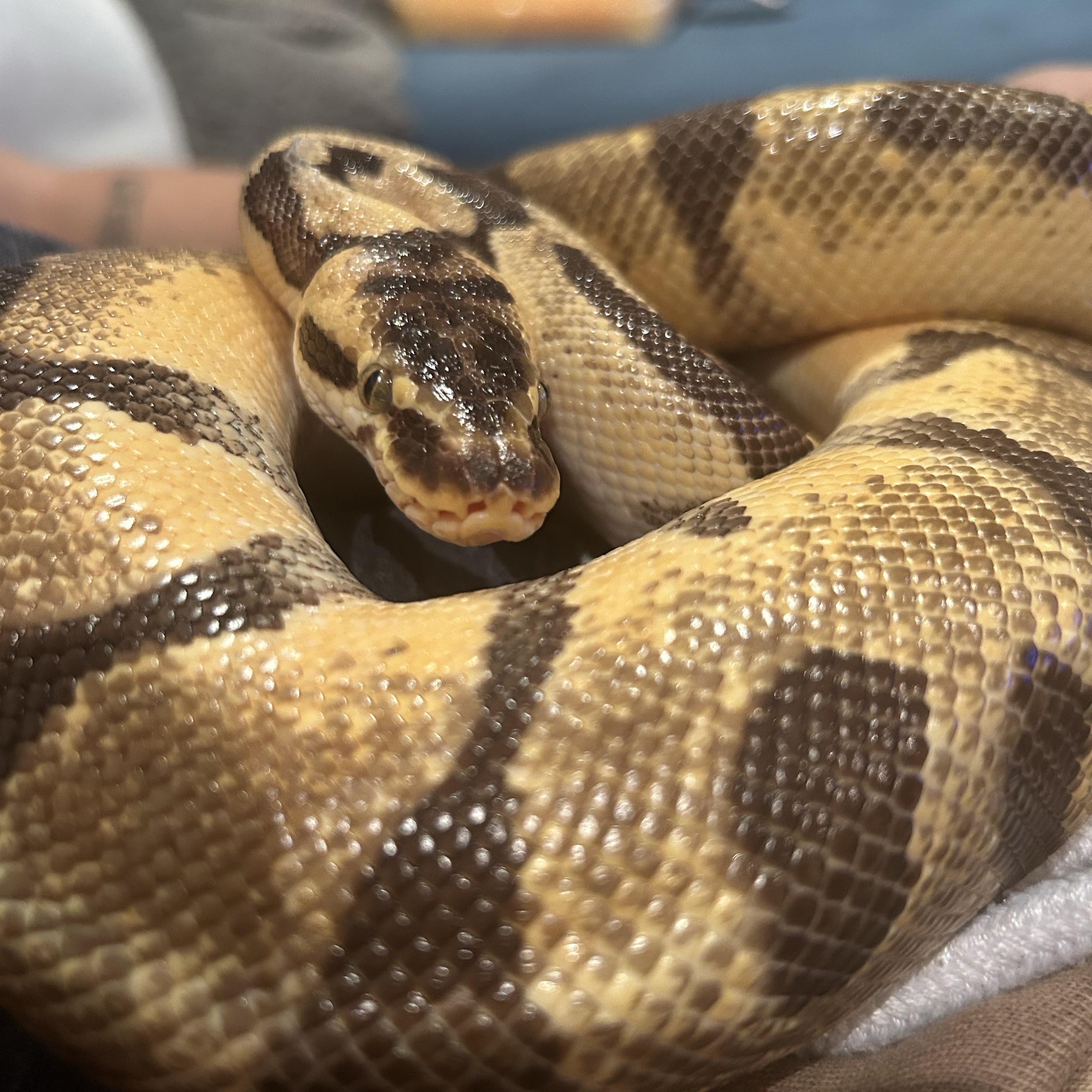 Nala