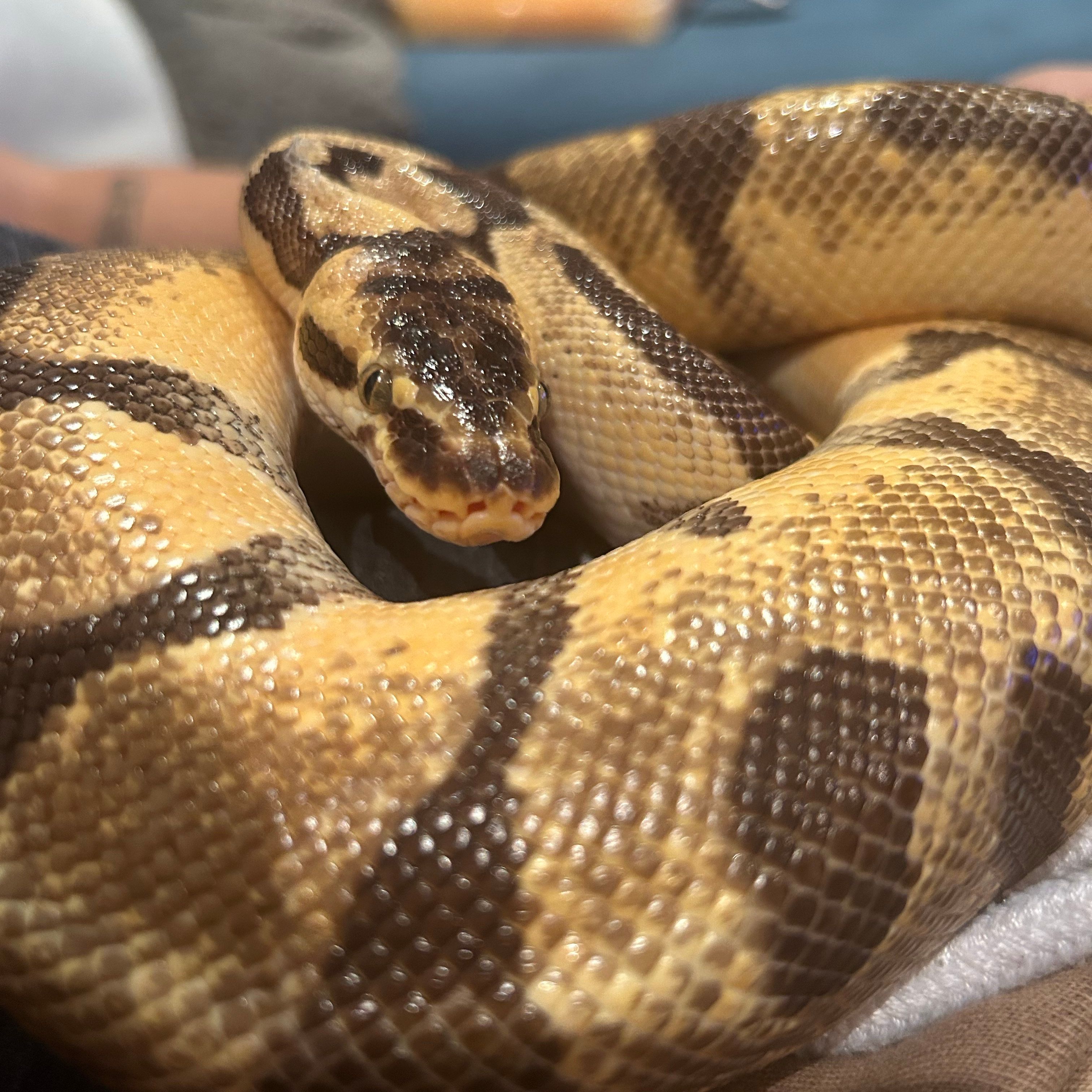 Nala