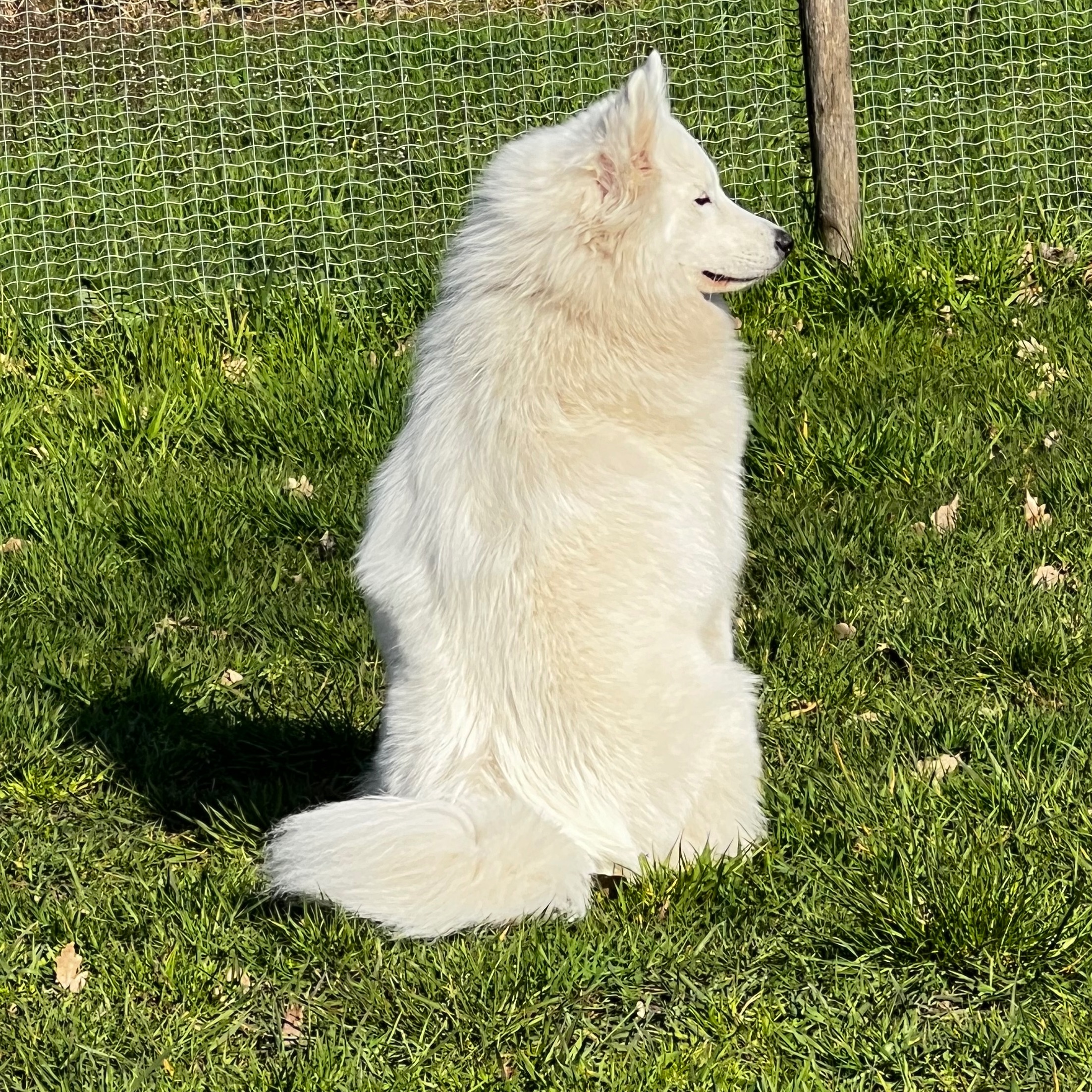 Fenrir