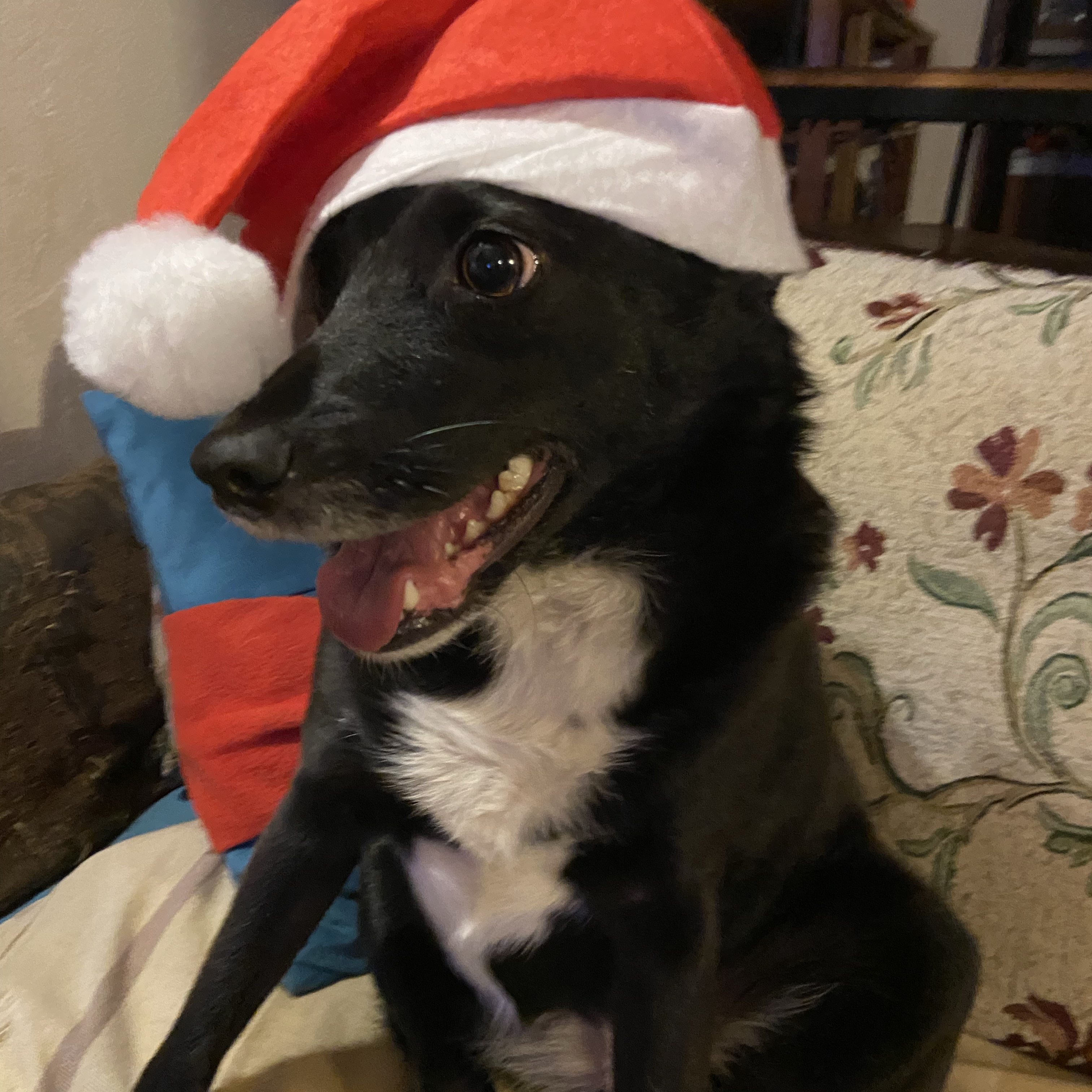 Lila