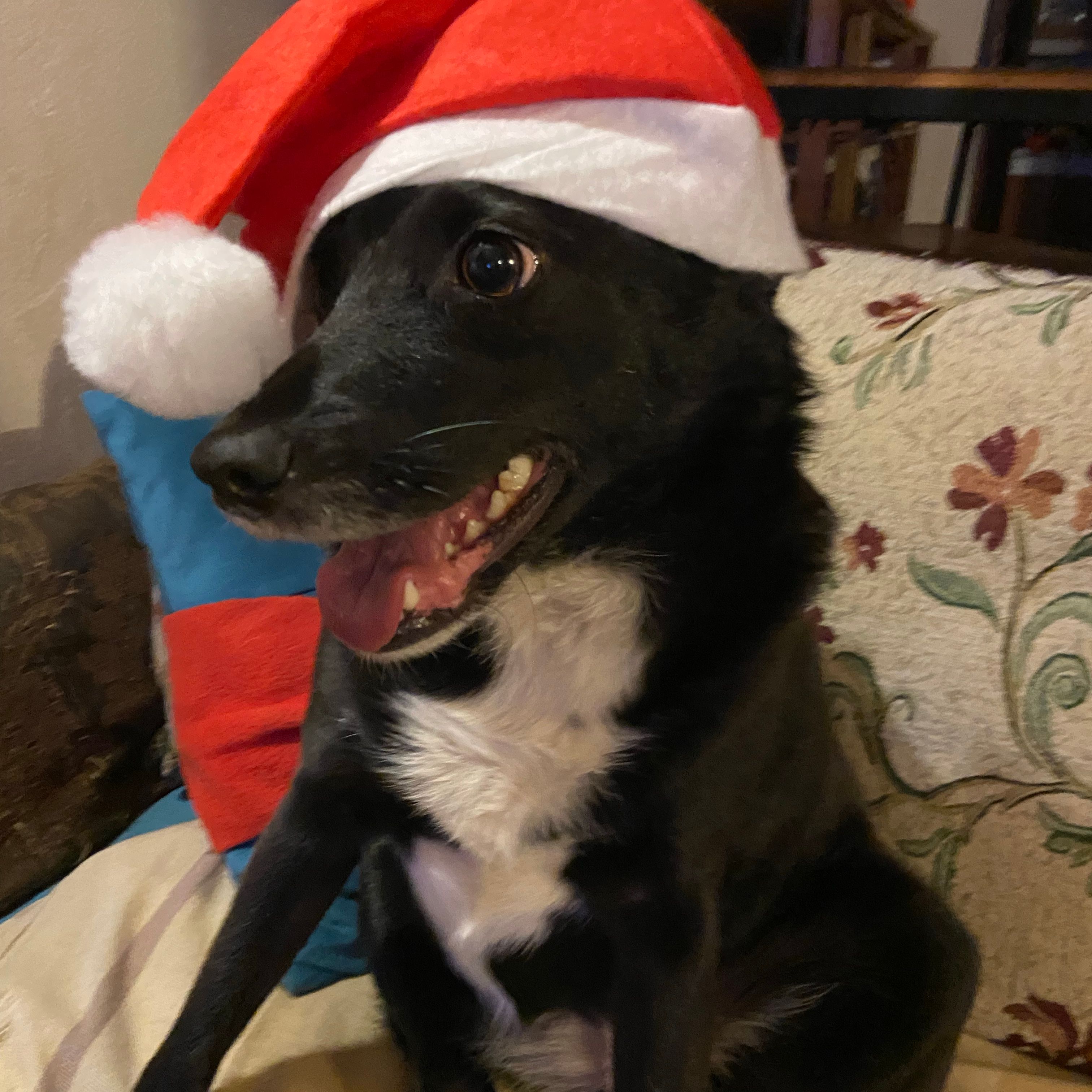 Lila