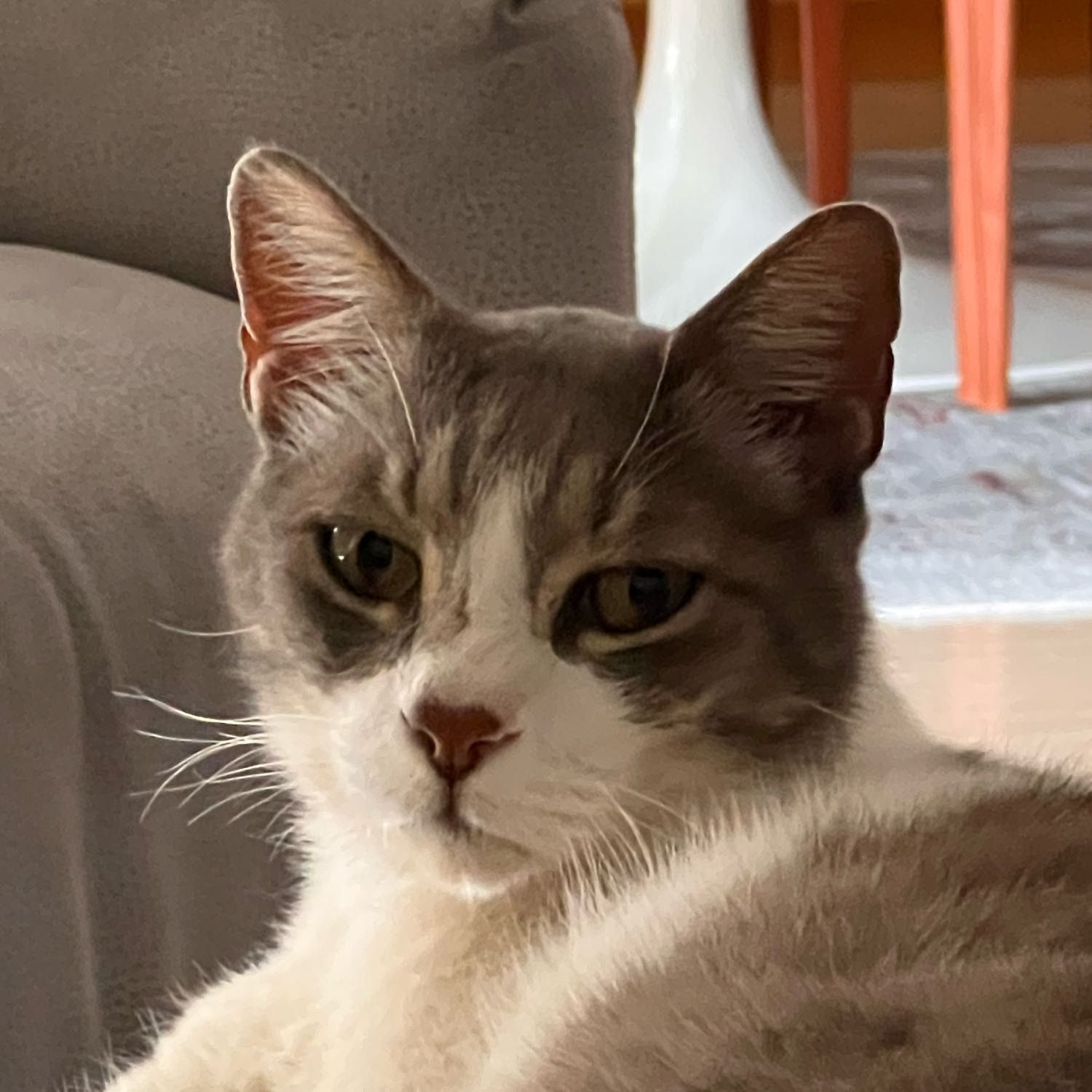 Cotsios