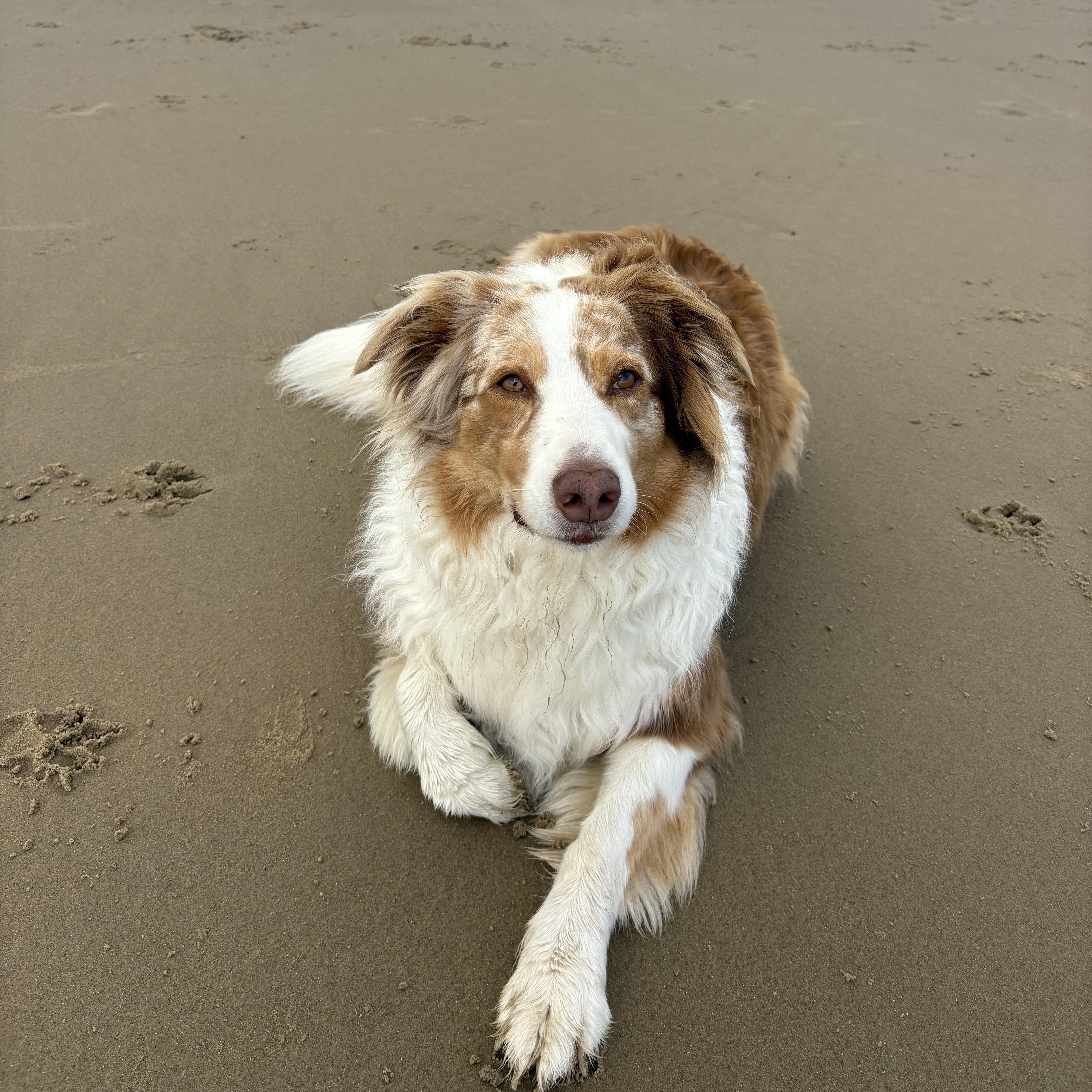 Nova