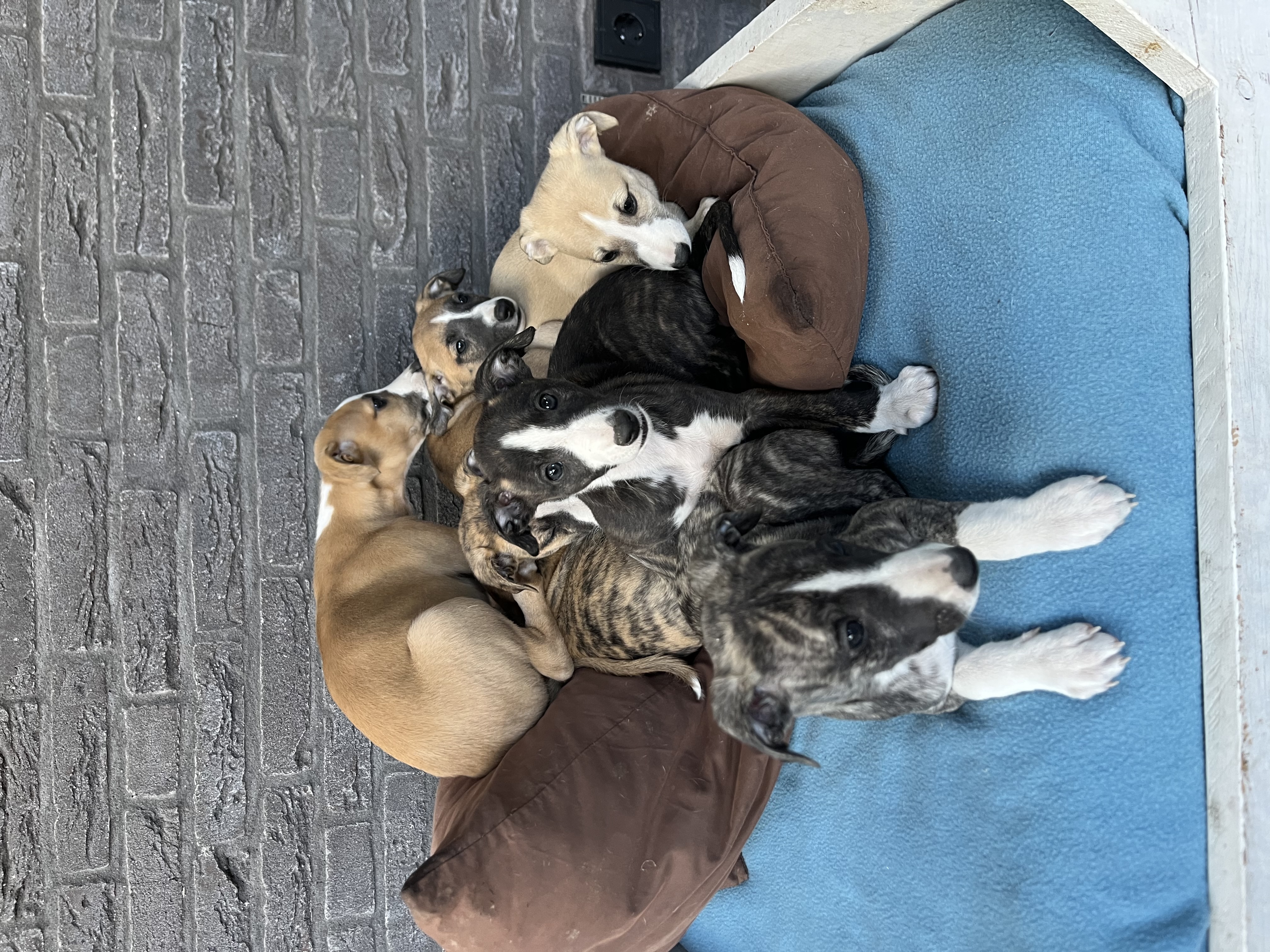 image-6