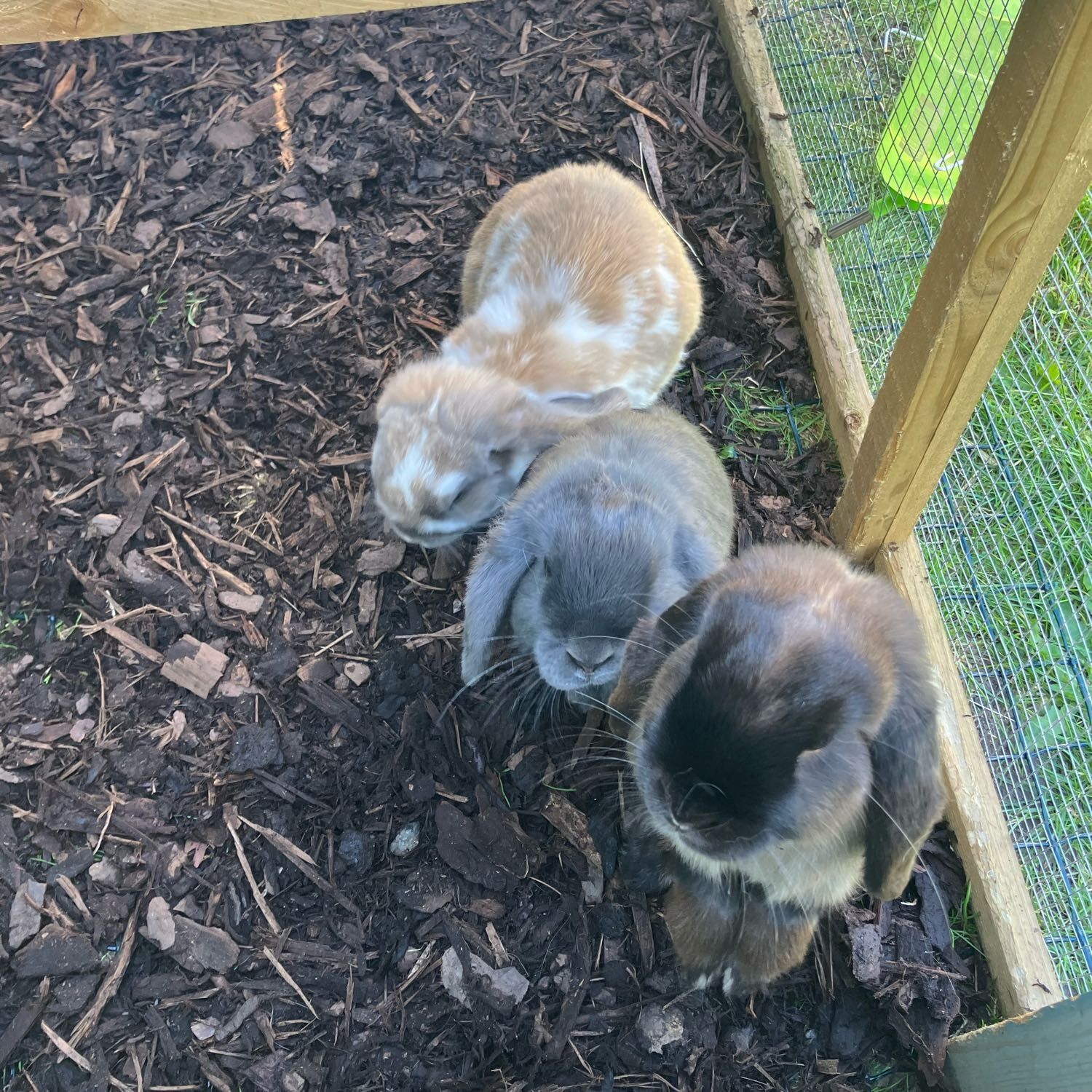 Pip Kit and Nutmeg