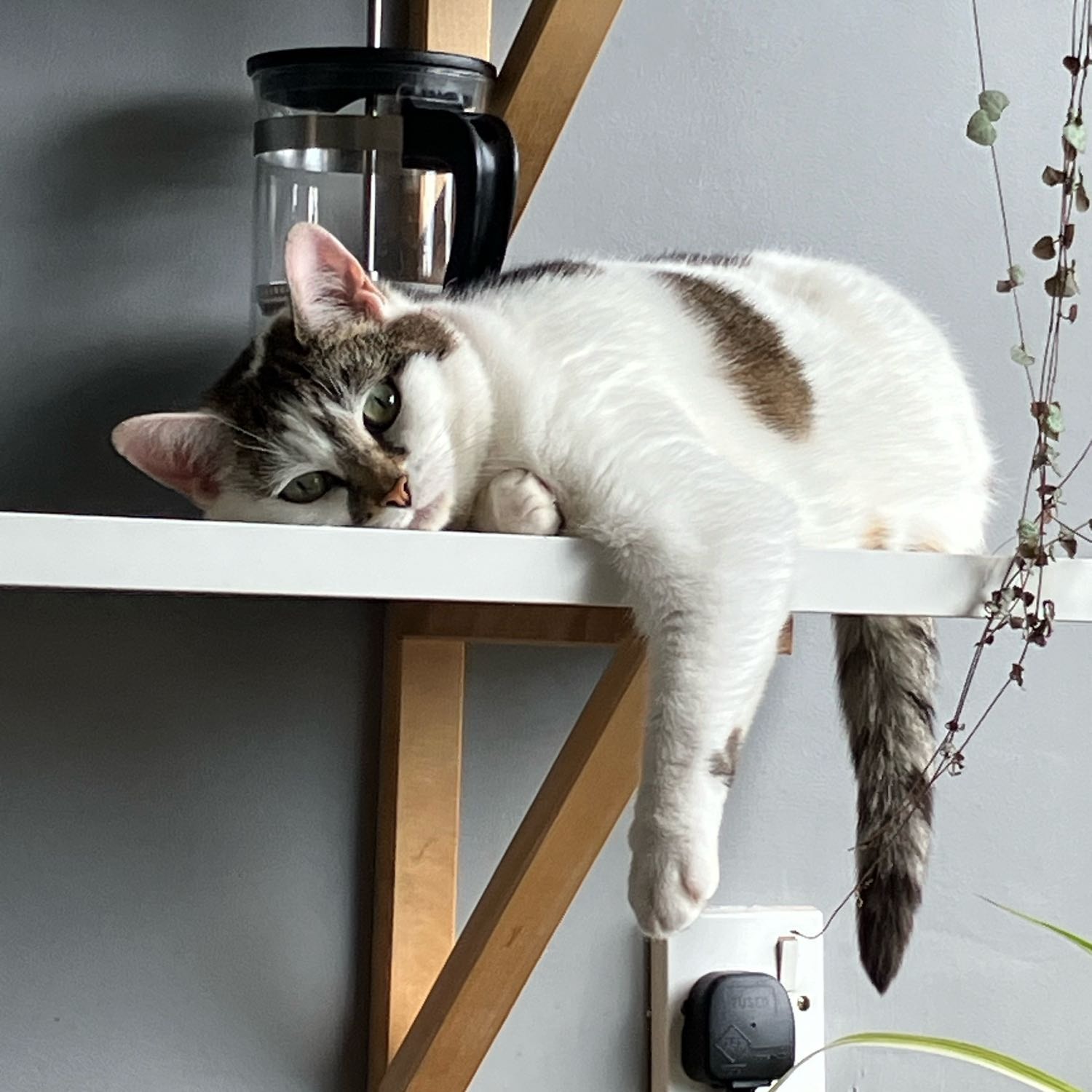 Pepper and the 3 bunnies