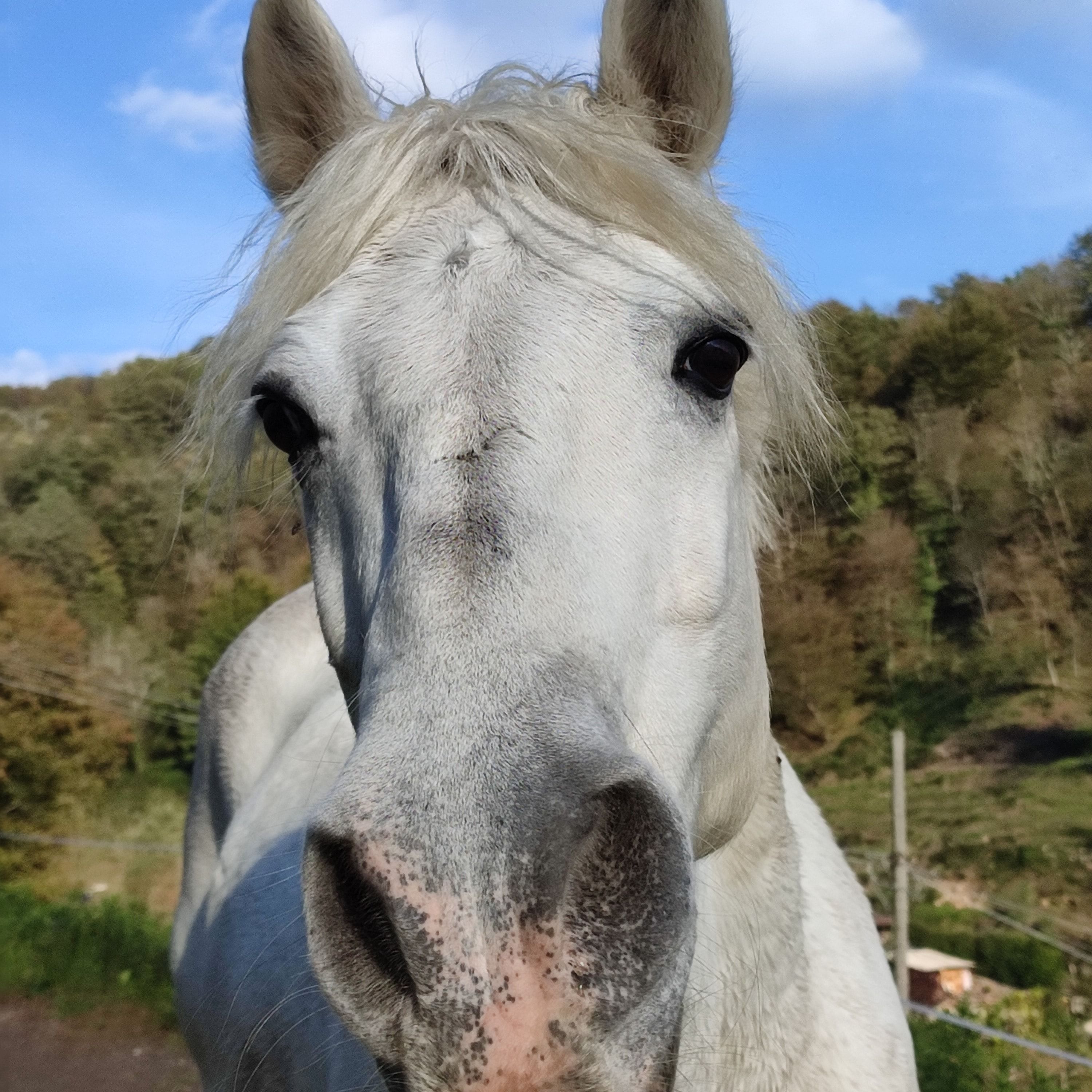 Artù