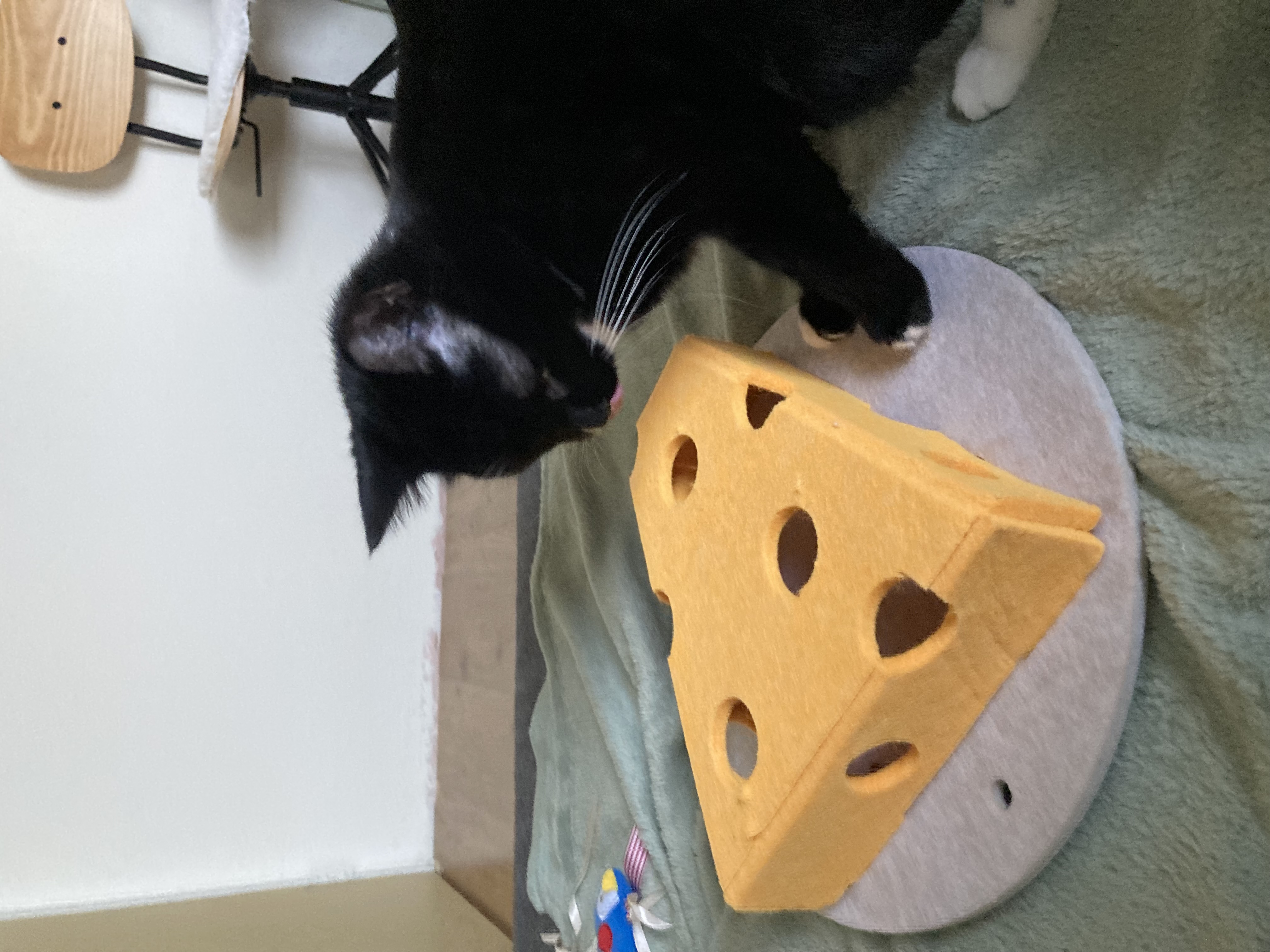 image-44
