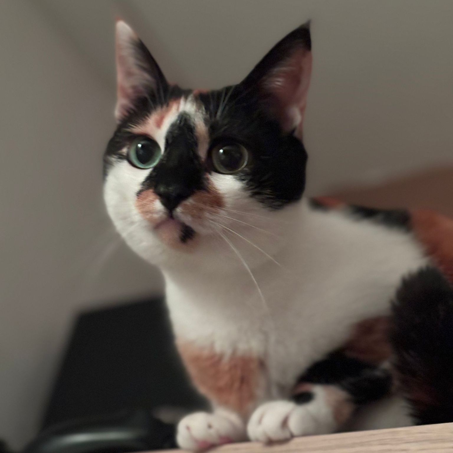 Shila