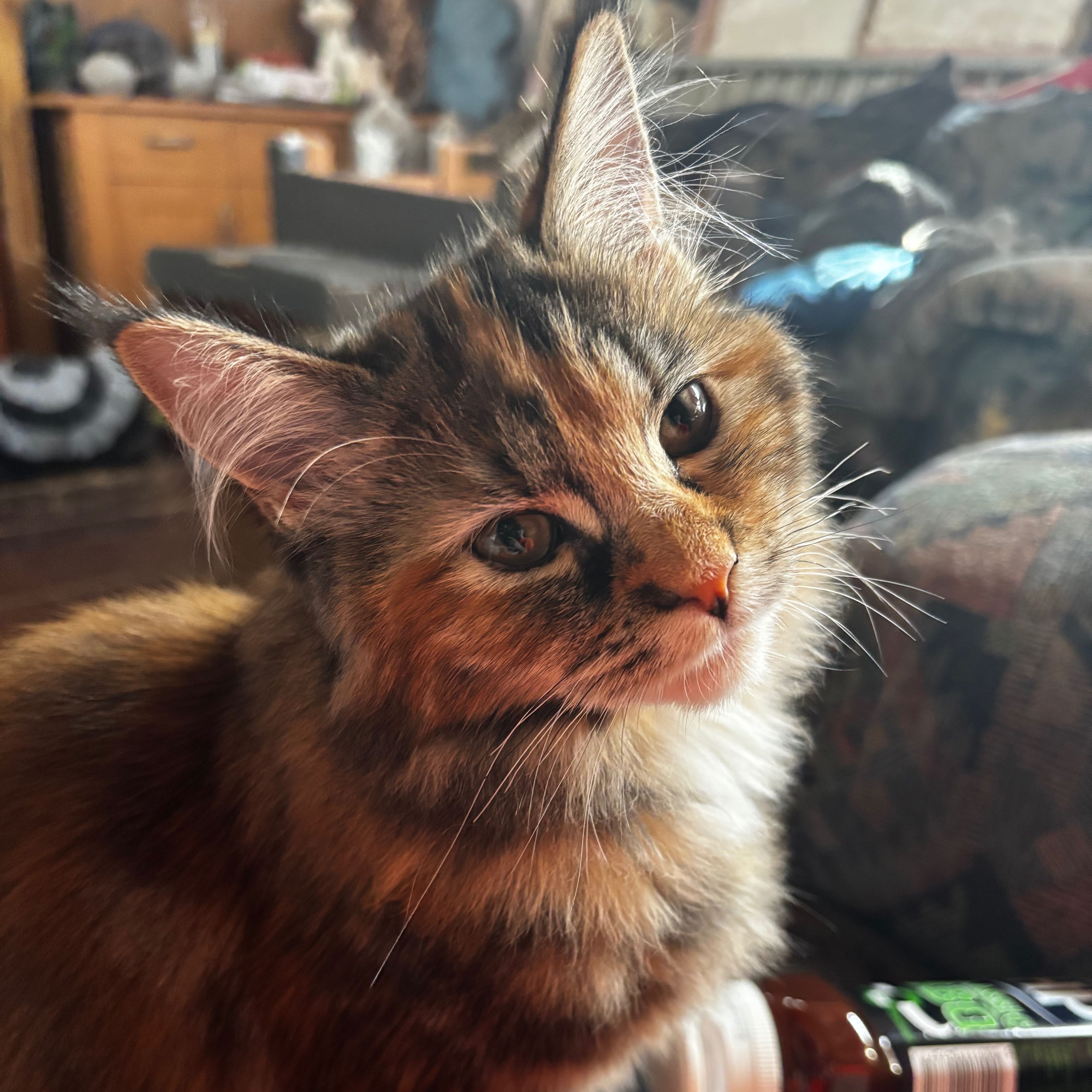 Phoebe