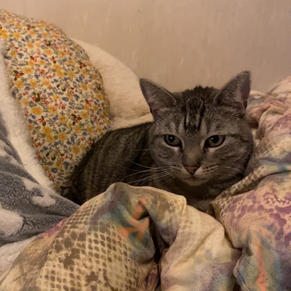 Ziva