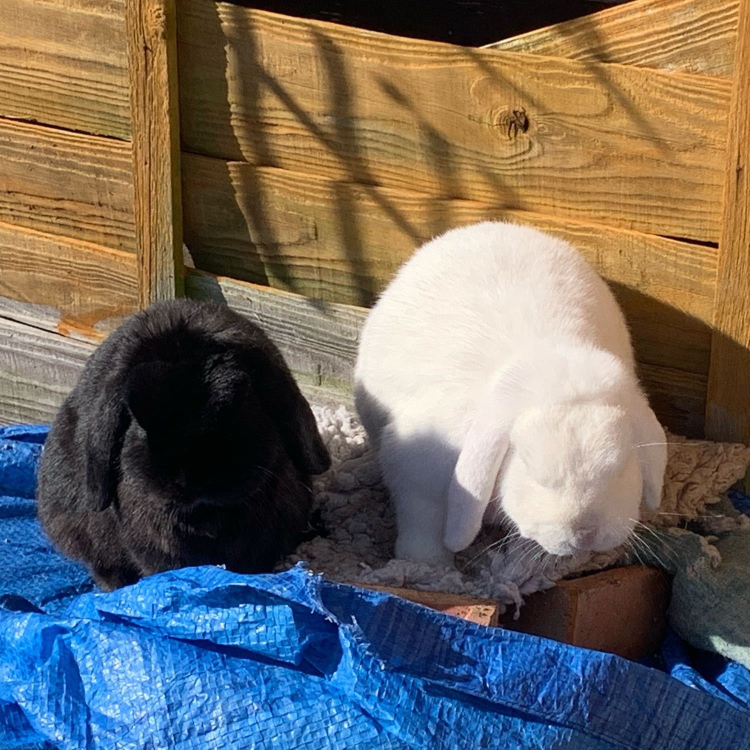 bonnie and indi 