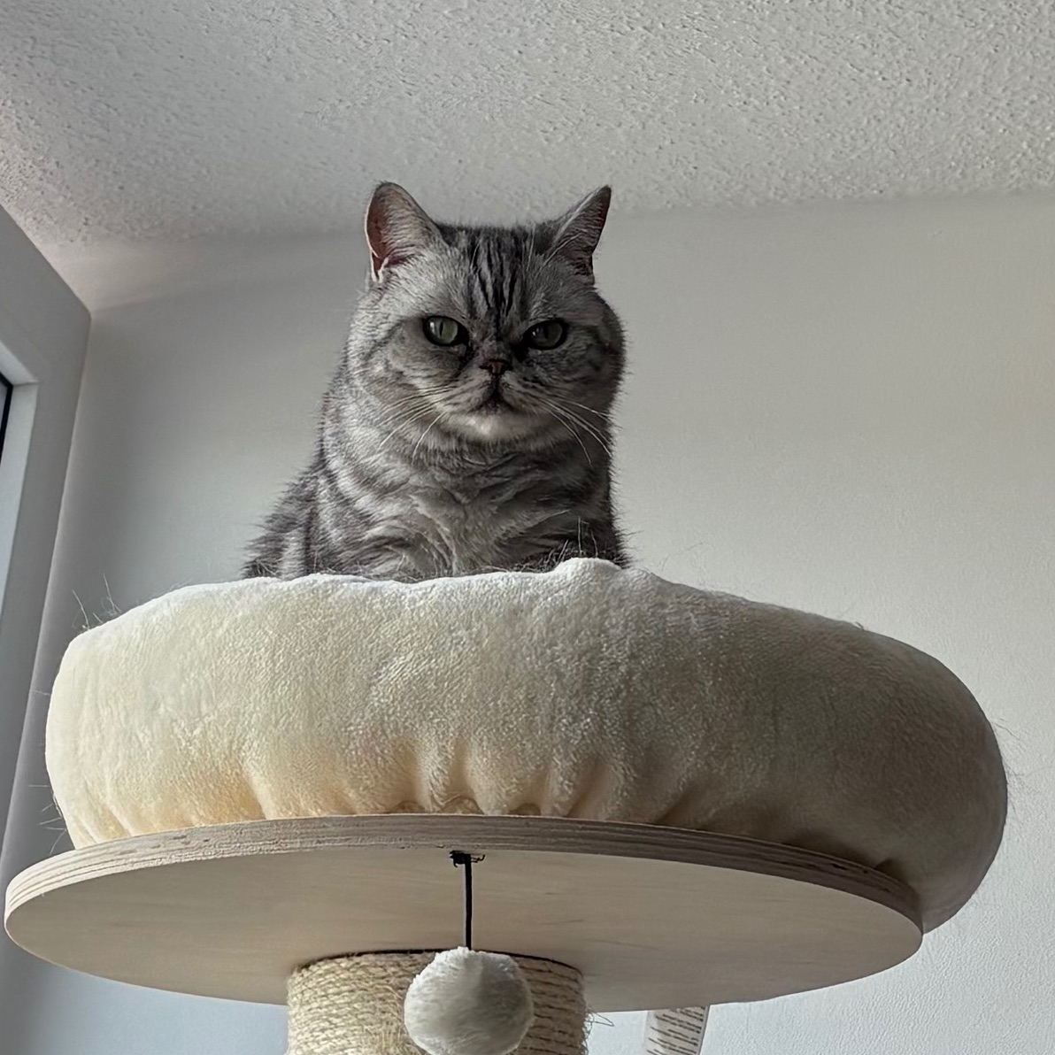 Cloe