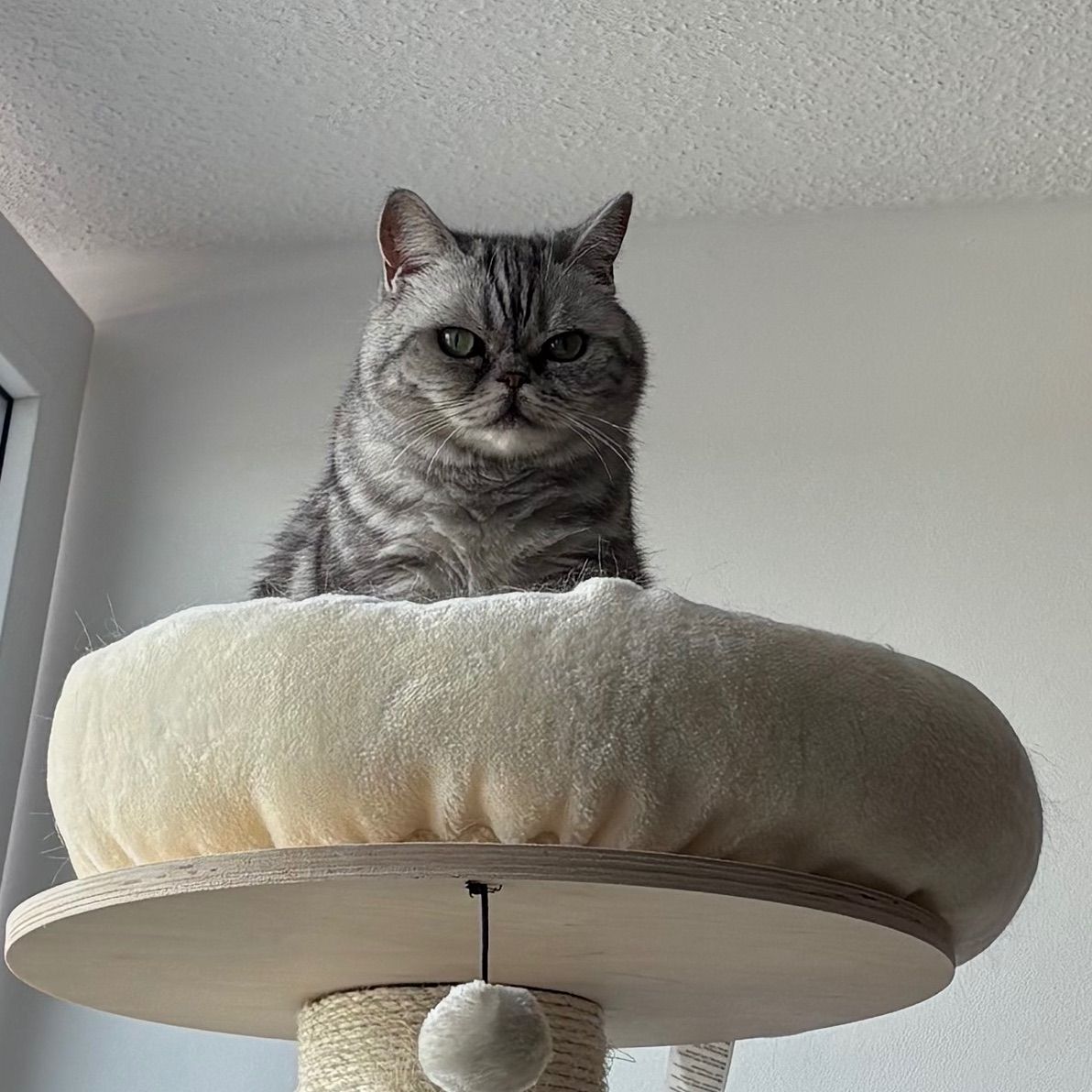 Cloe