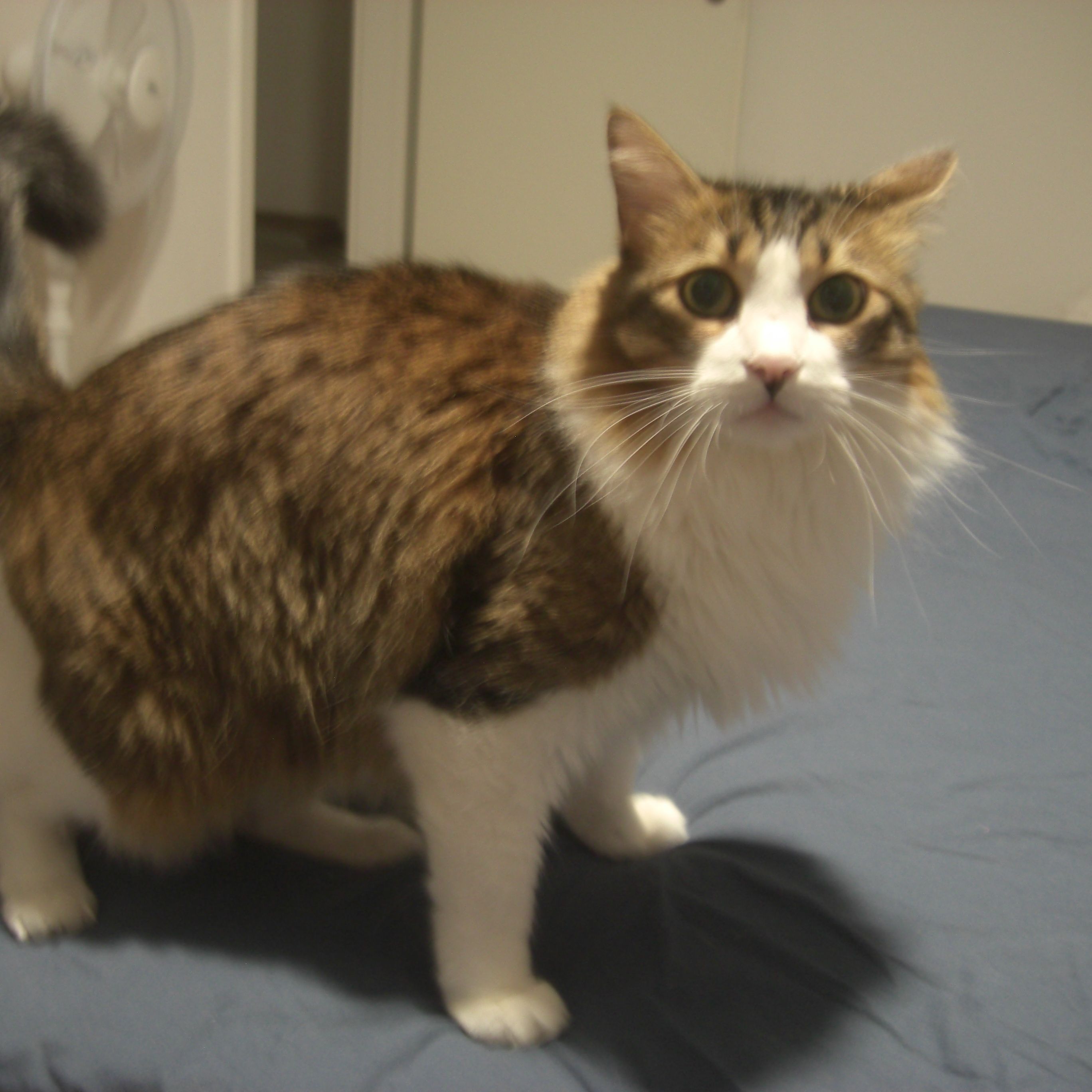 Gina