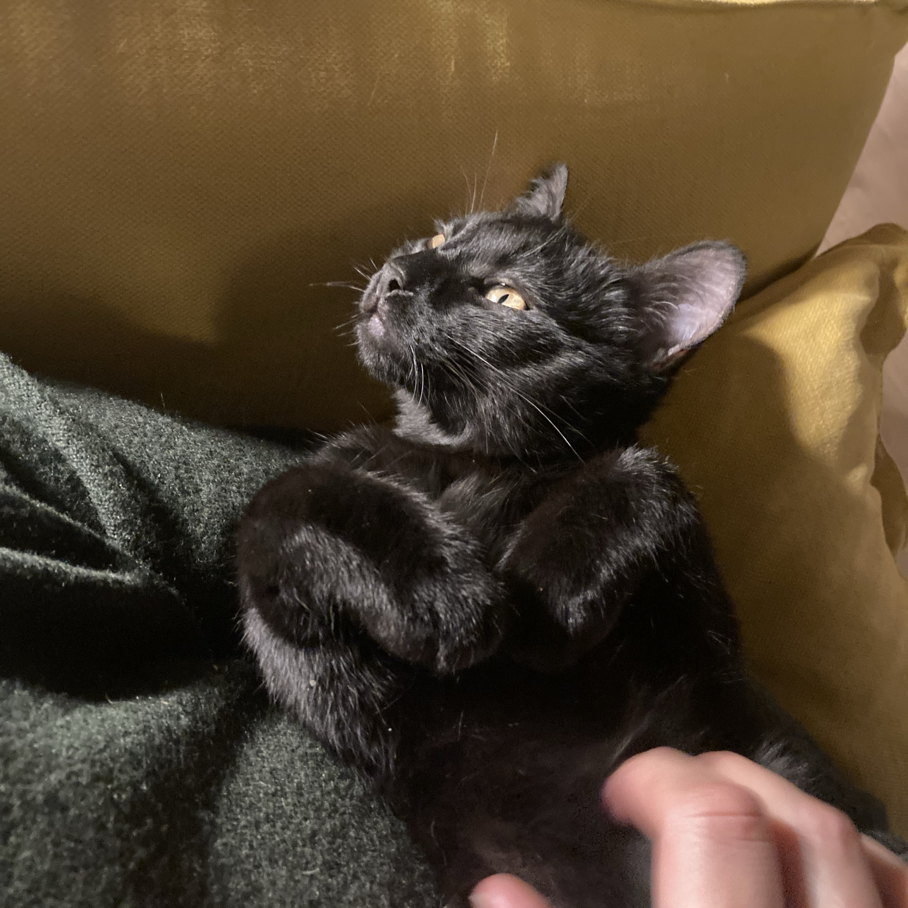 Nuada