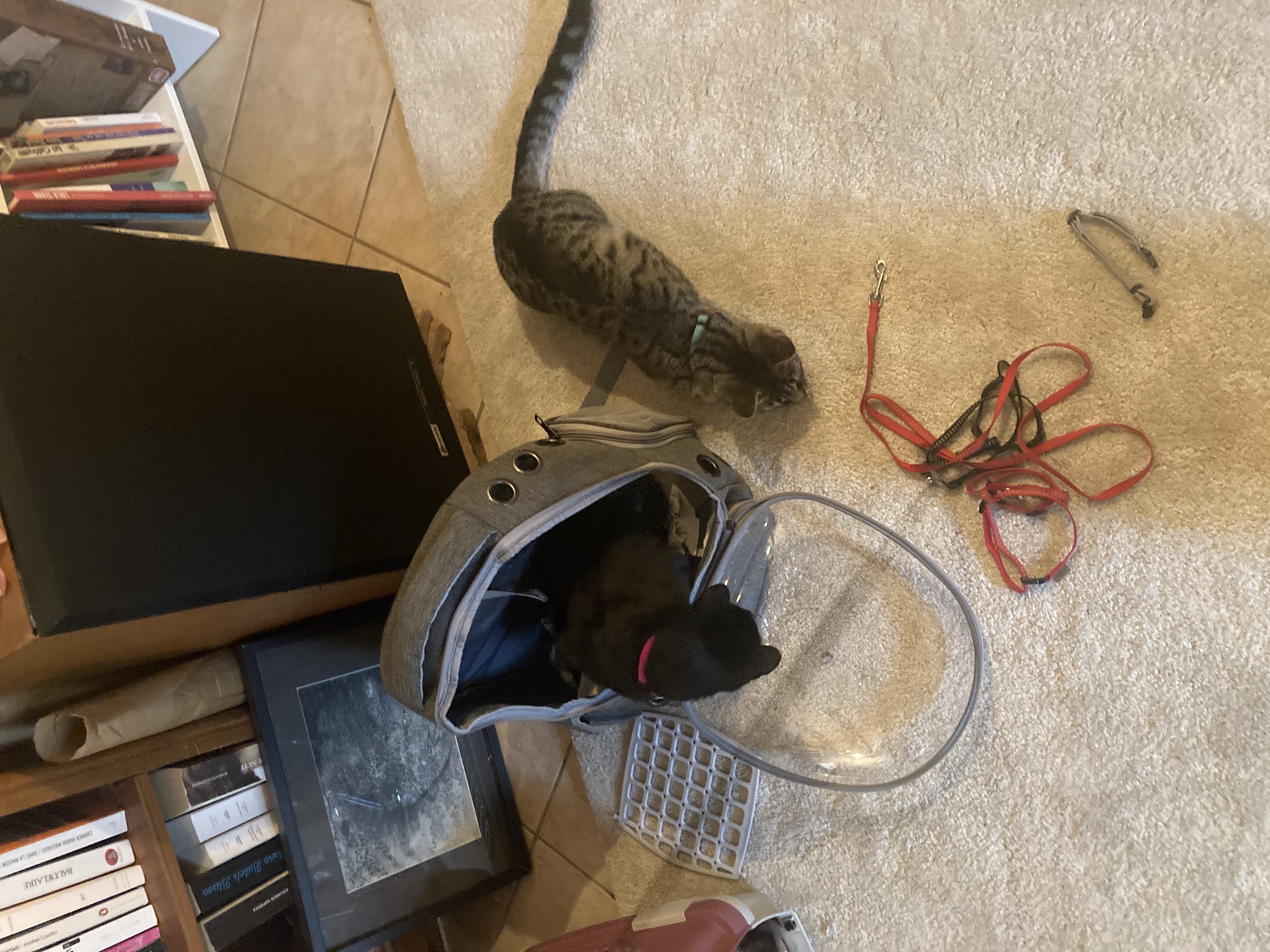 image-13