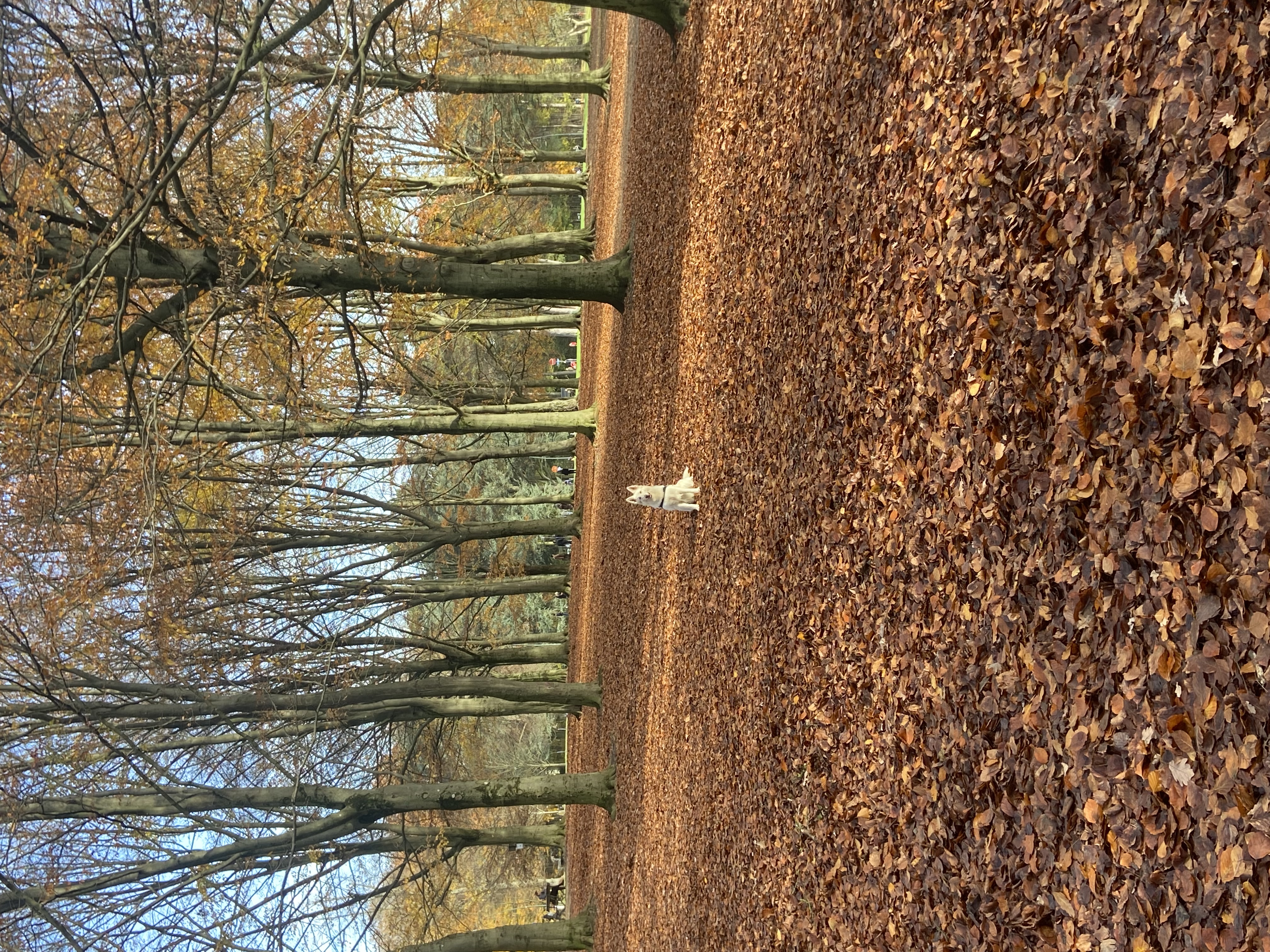 image-12