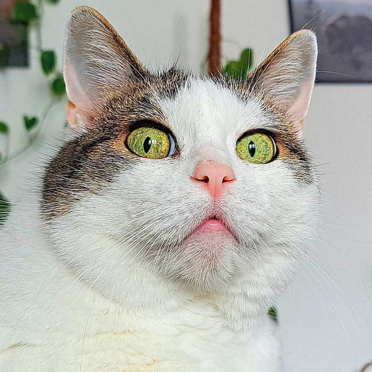 Kisu