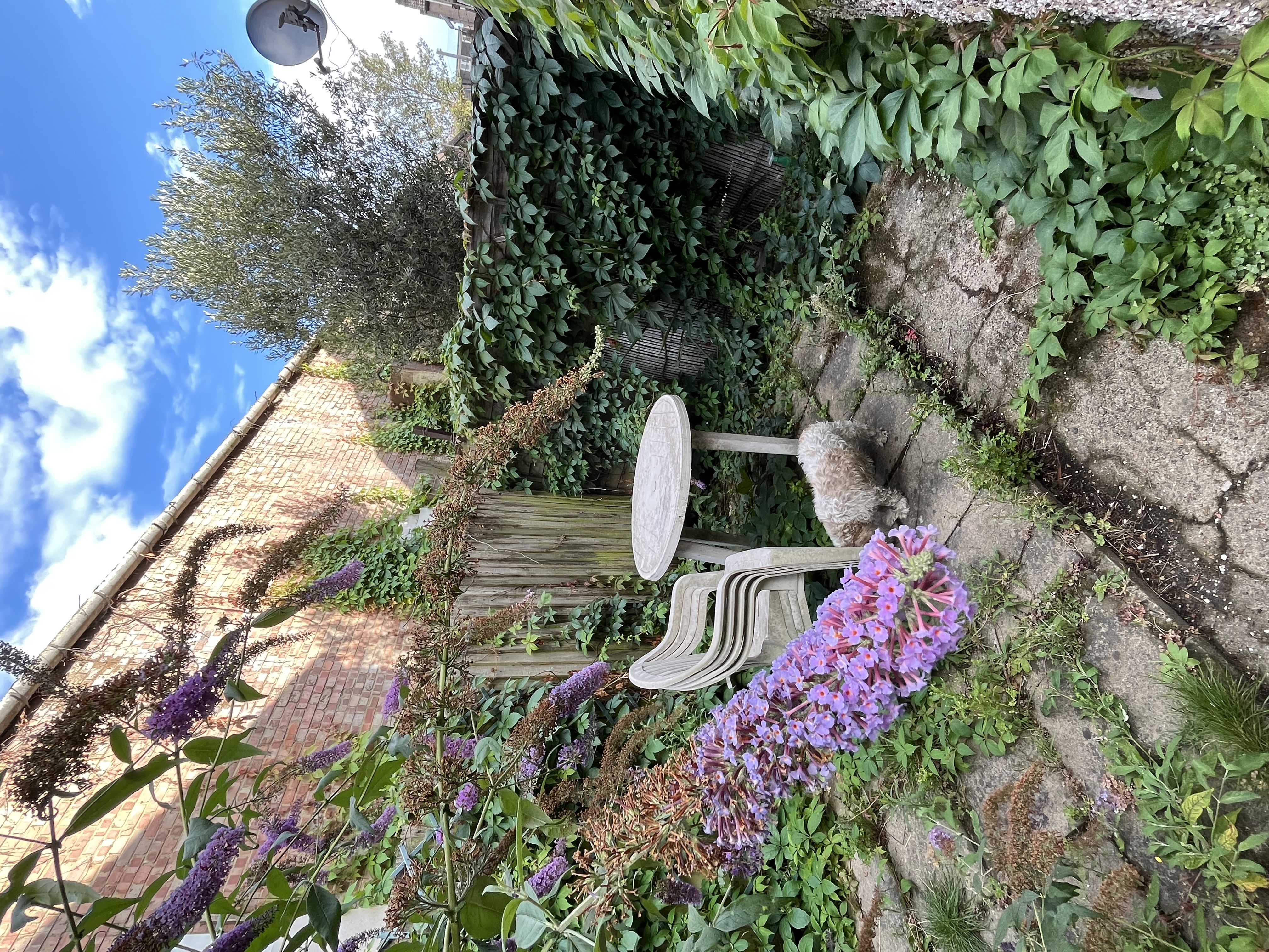image-11