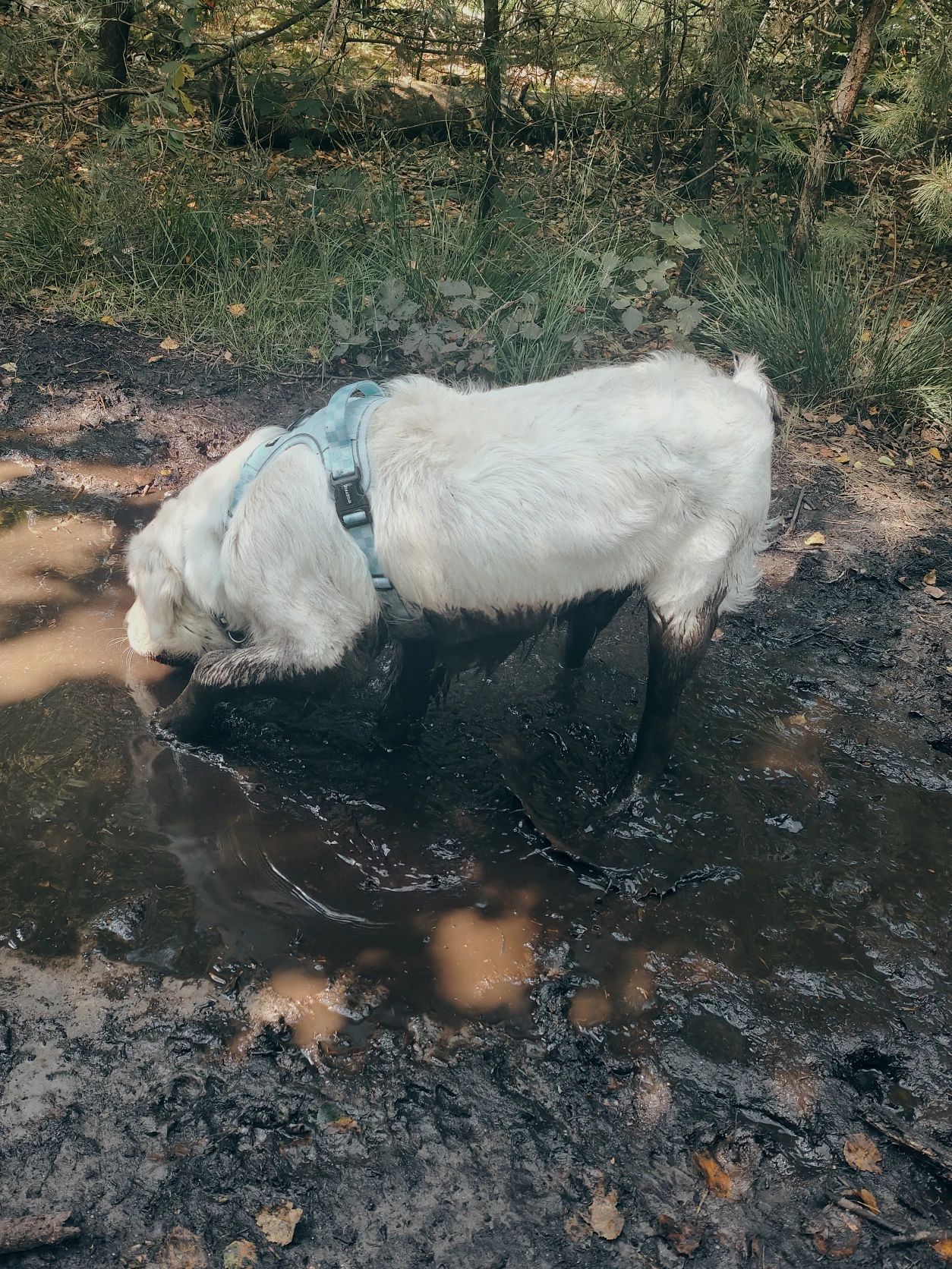 image-6