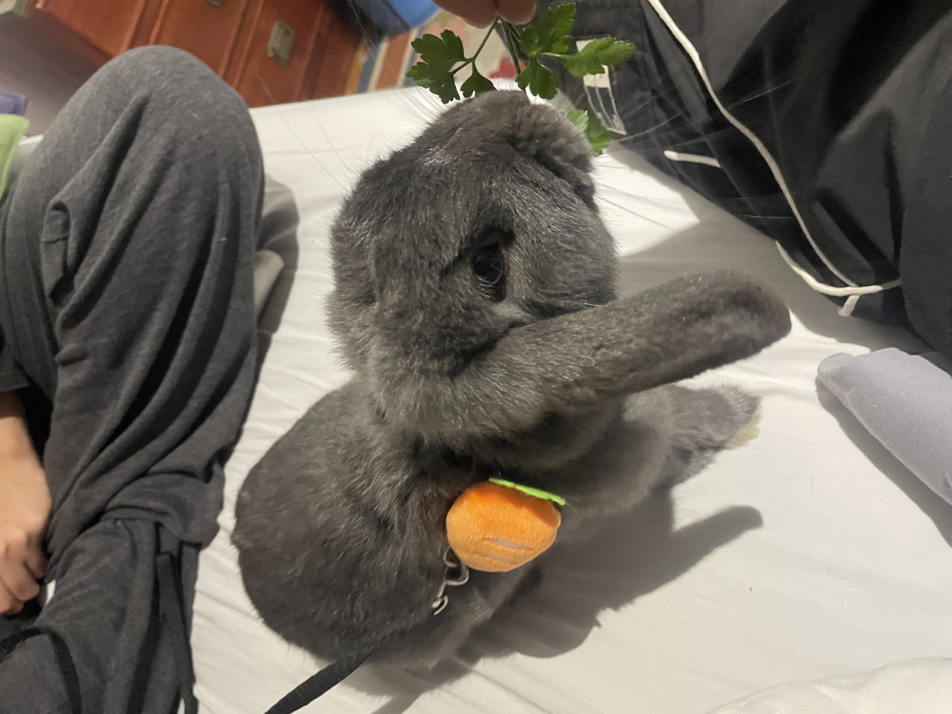 image-7
