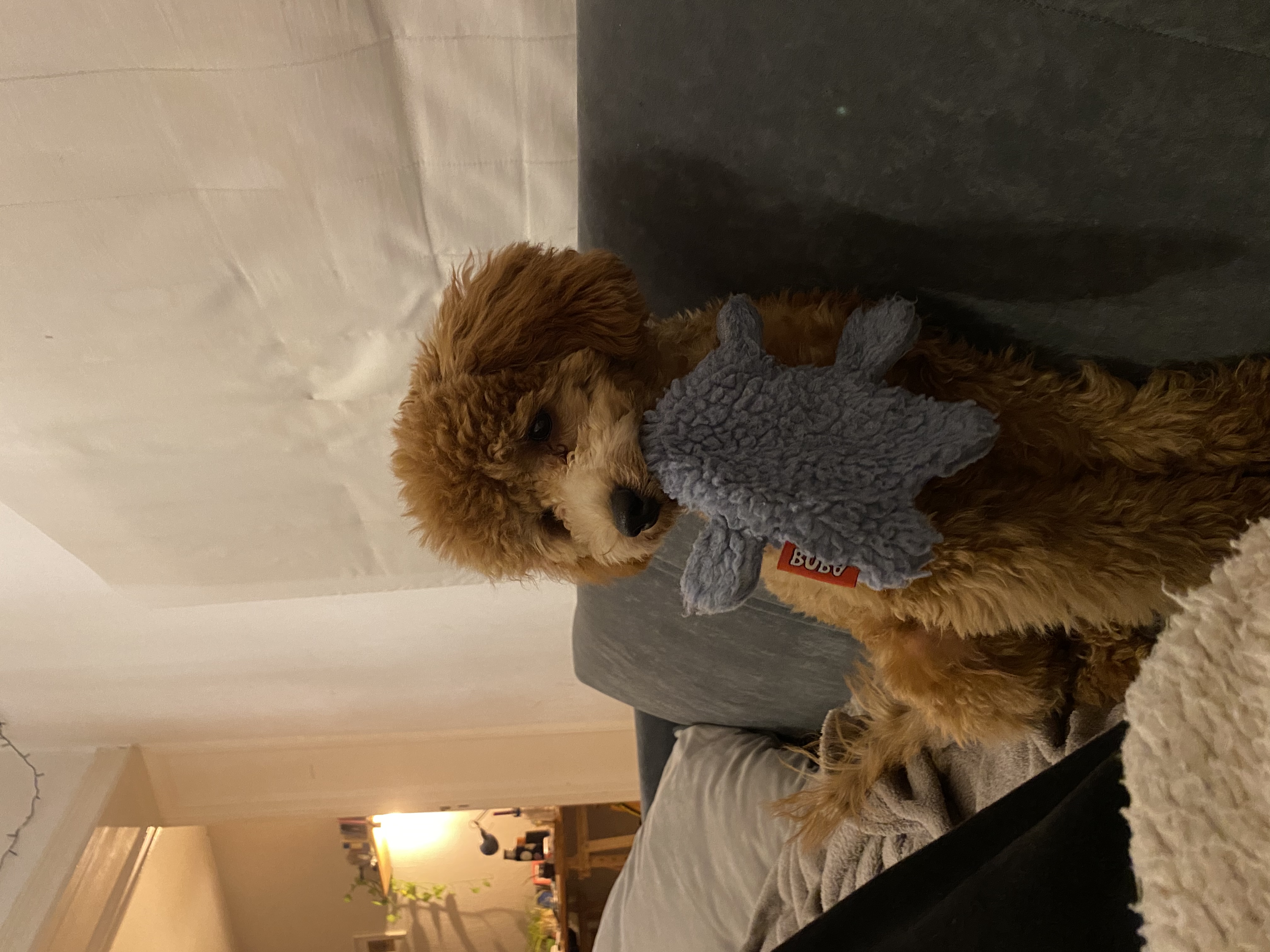 image-7