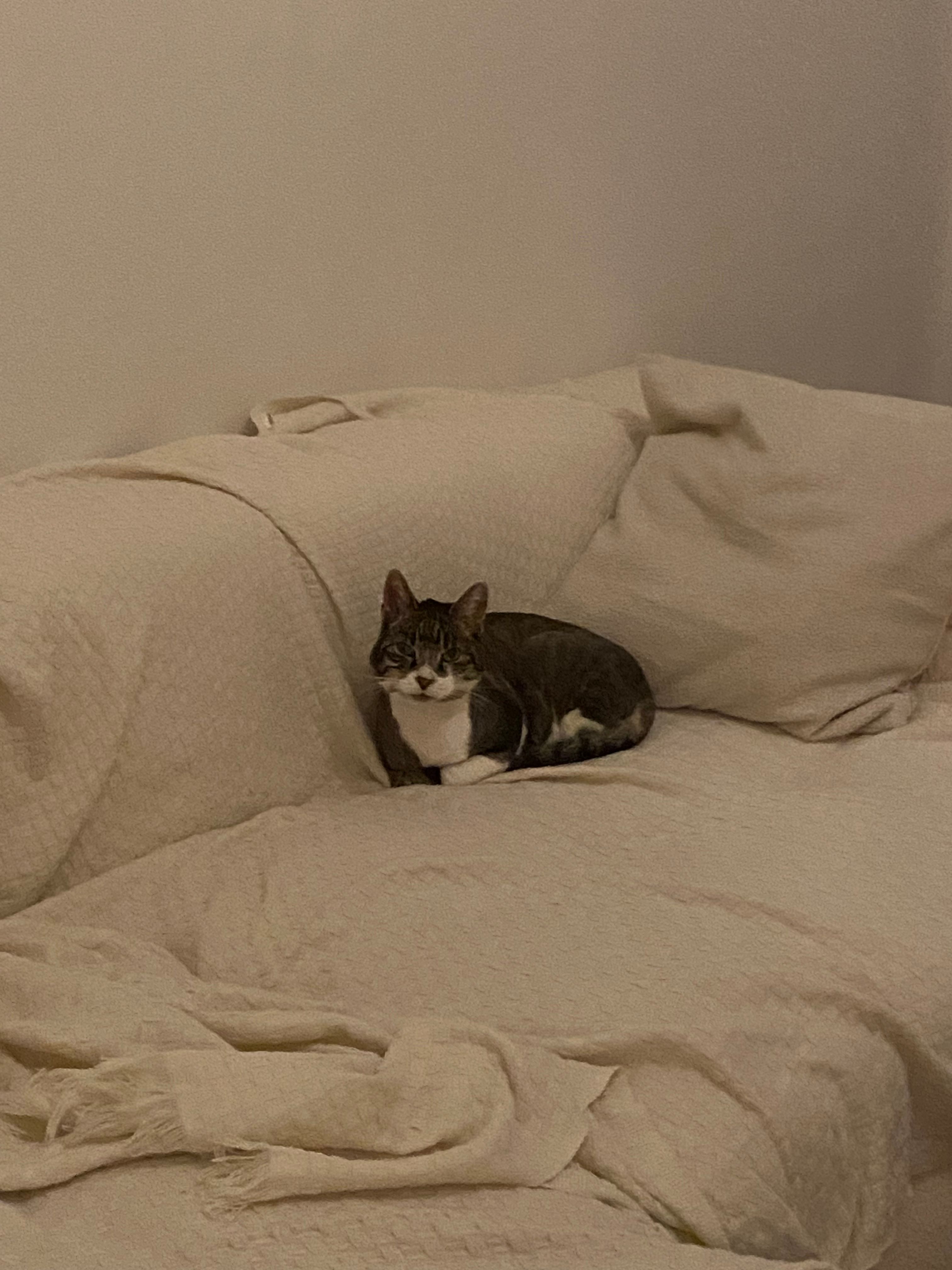 image-19