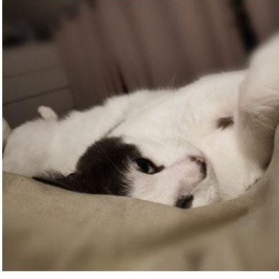 Tsuki