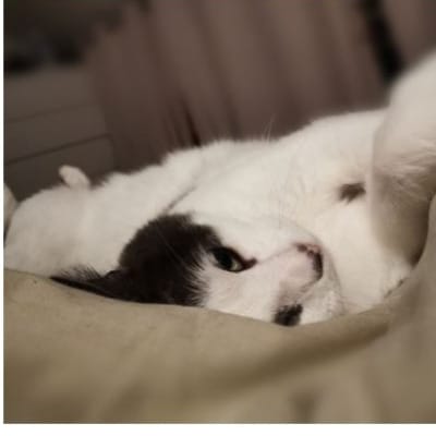 Tsuki