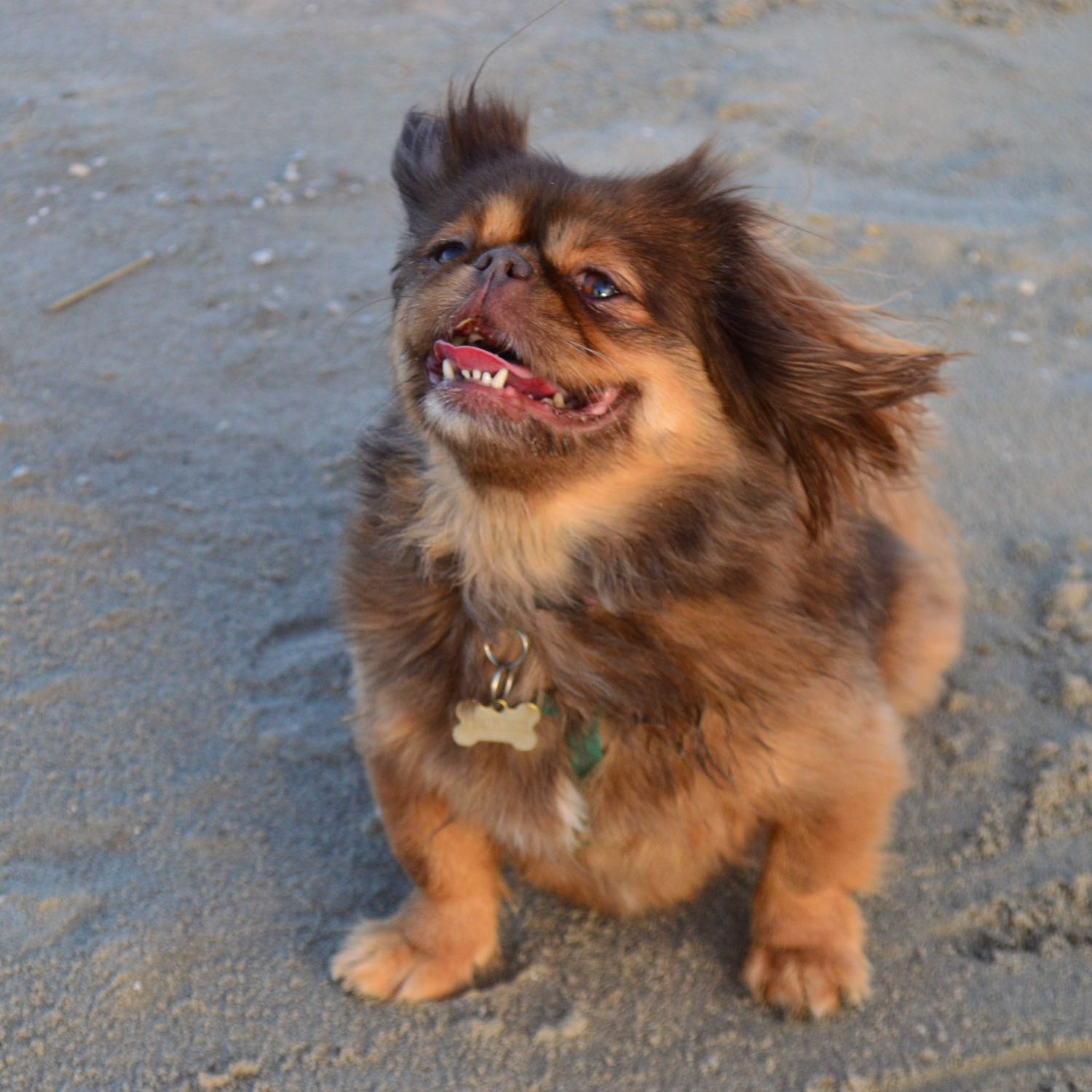 Roxy