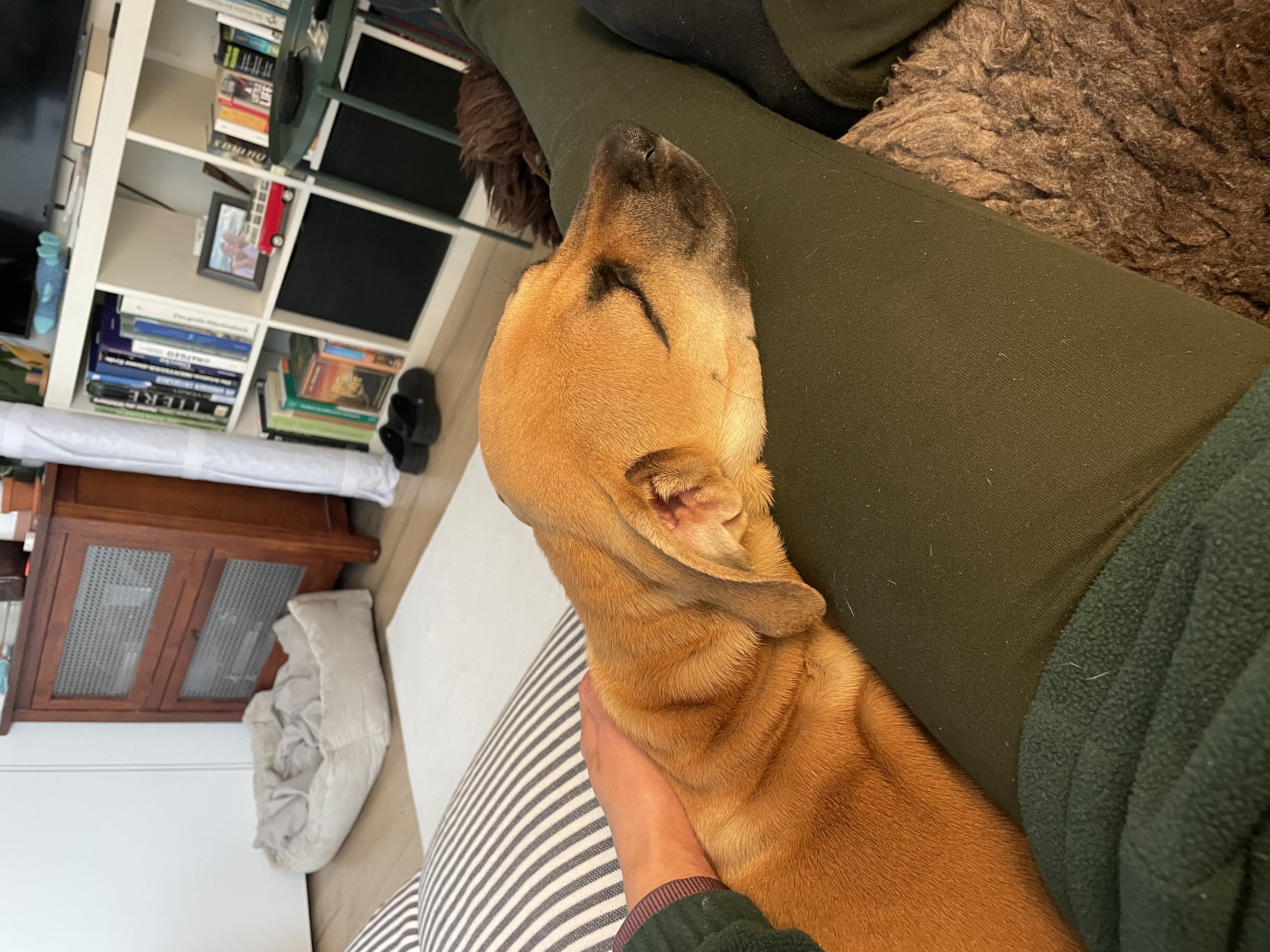 image-7