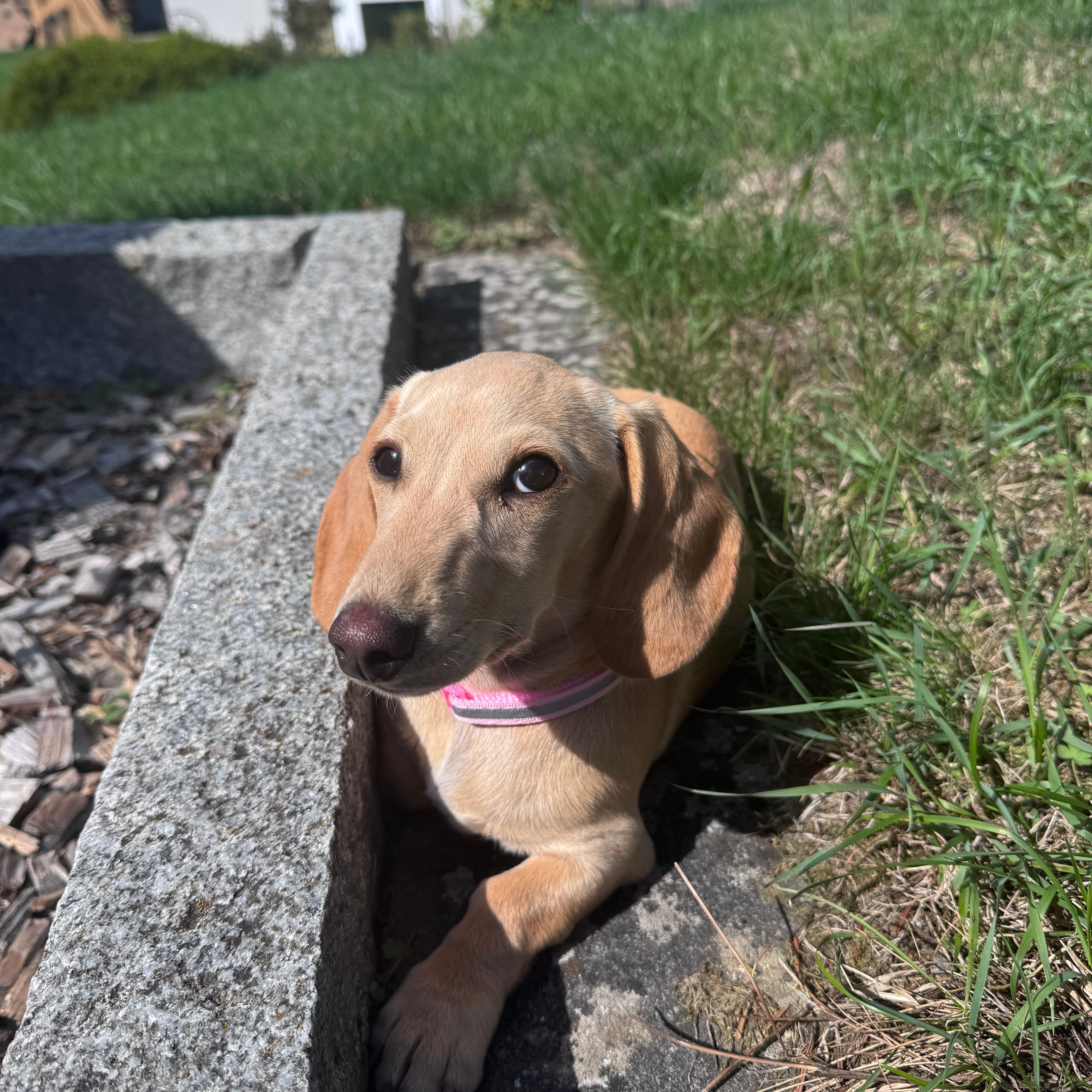 Millie