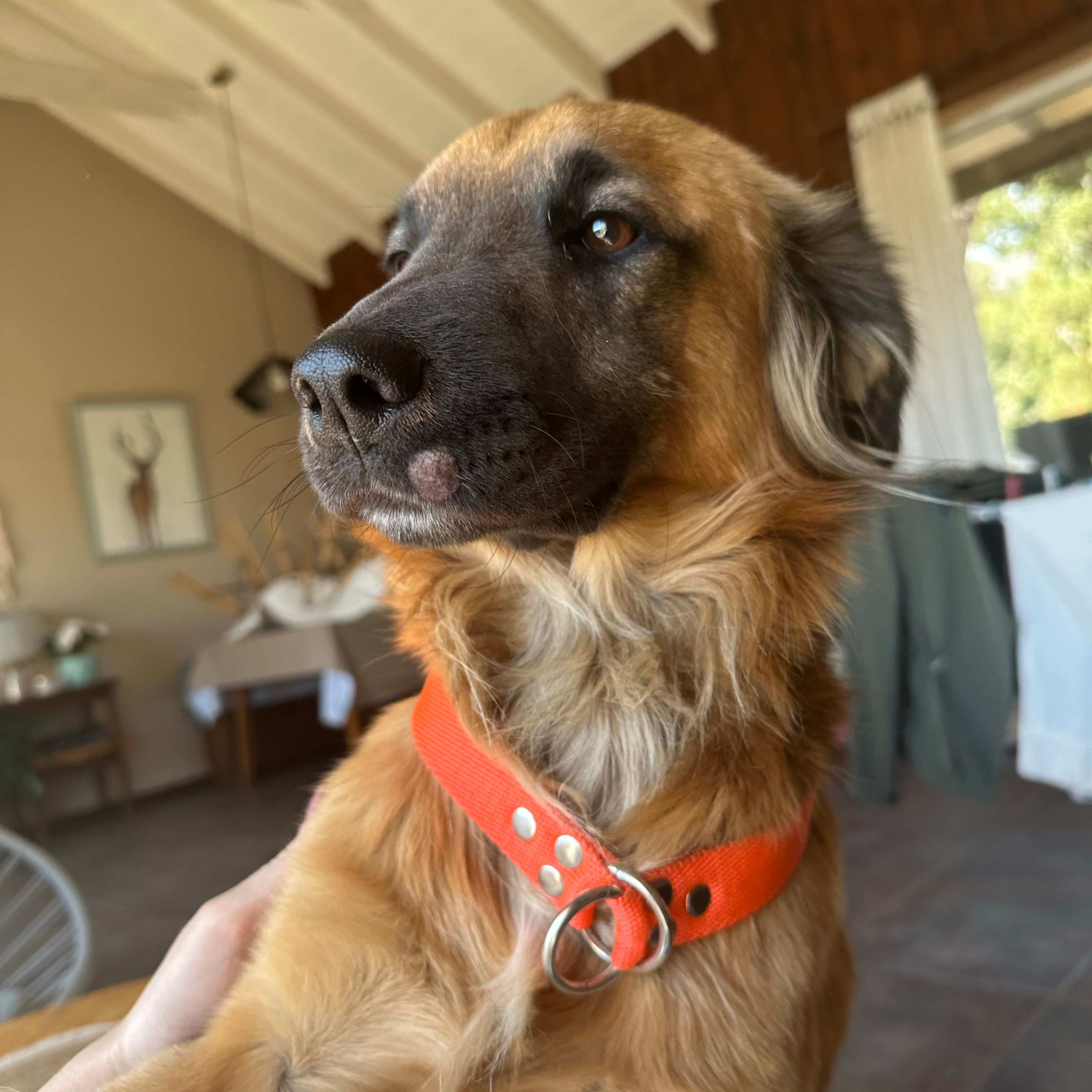 Milo