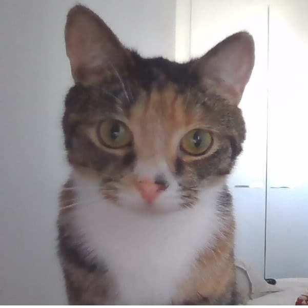 Vilja