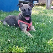 Chloe
