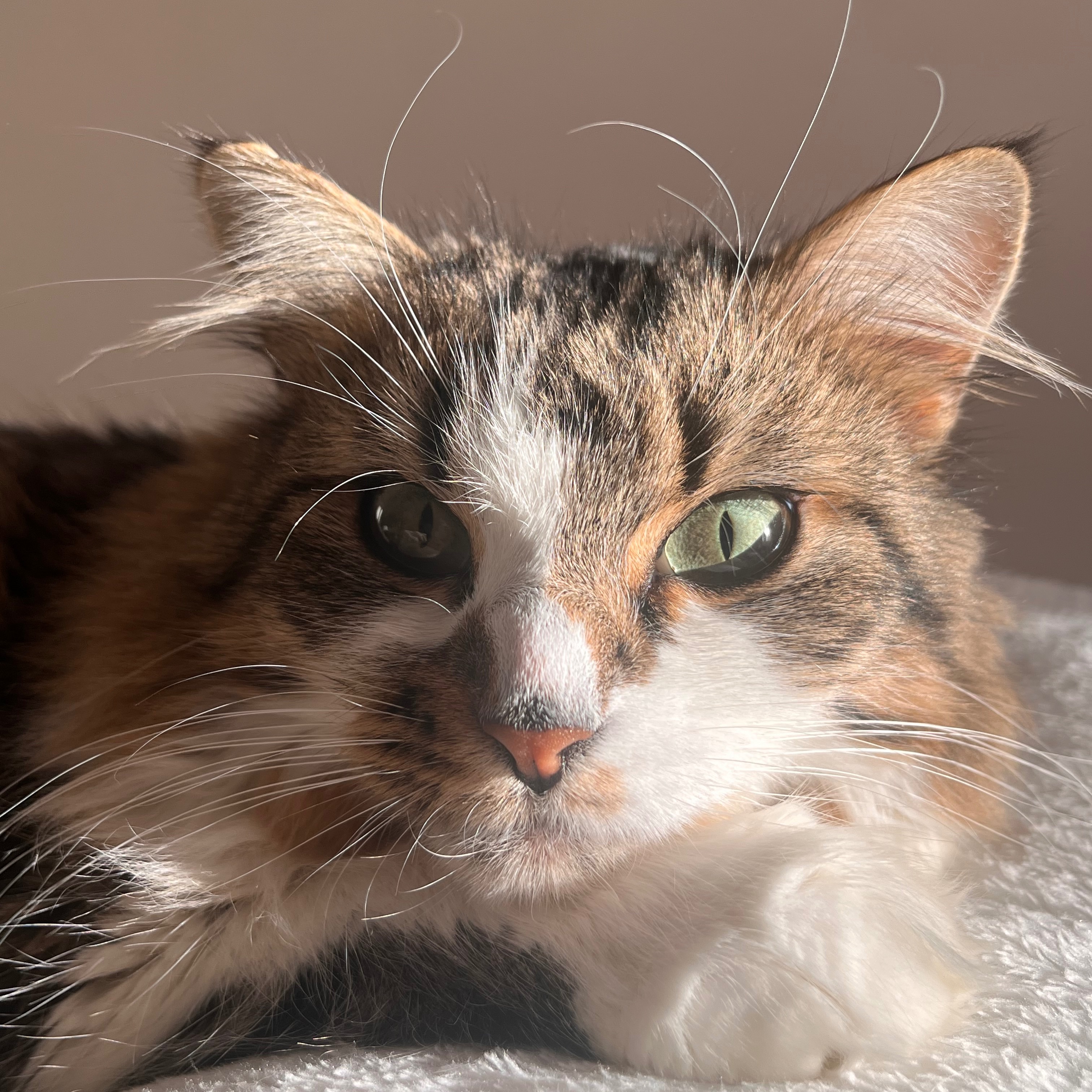 Laska