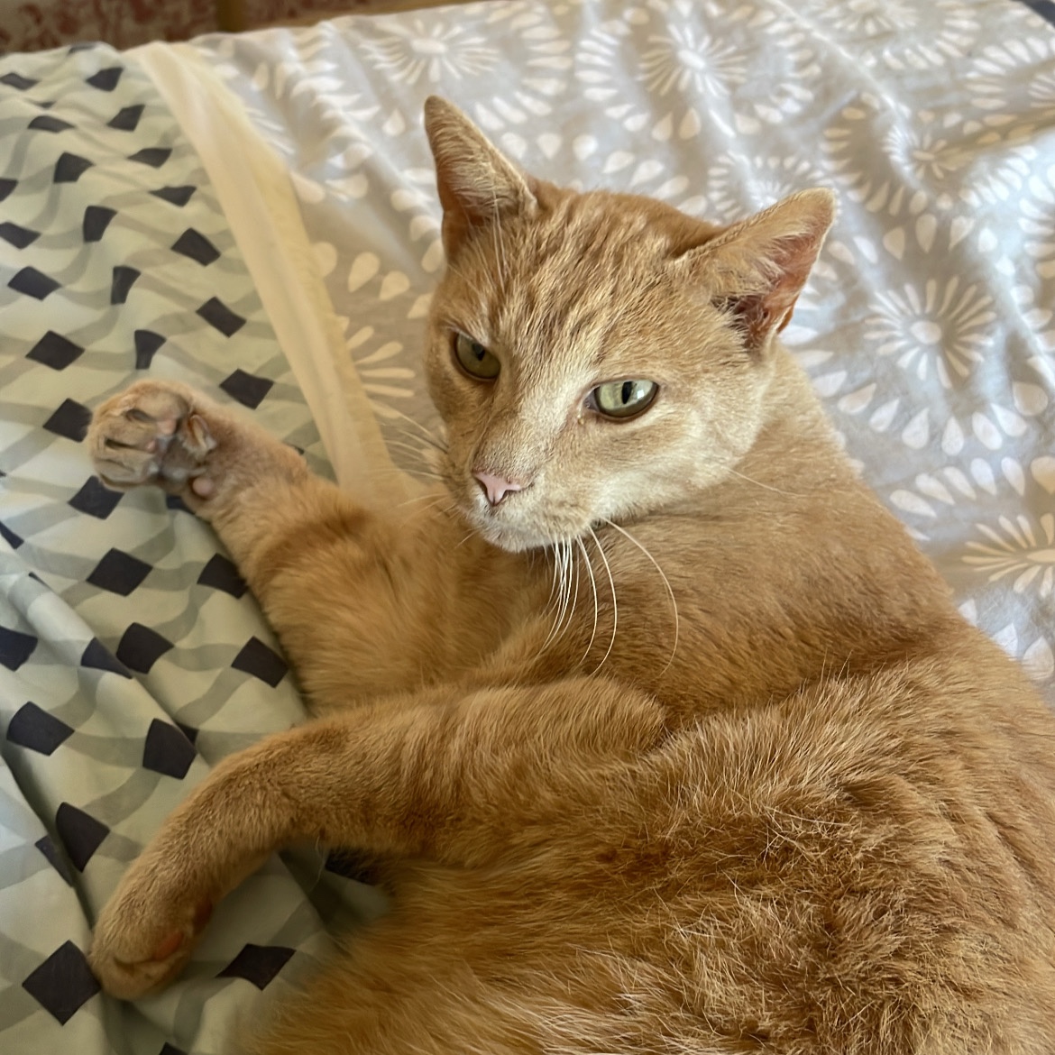Miaous 