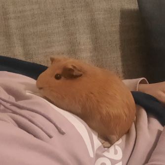 poupoulina