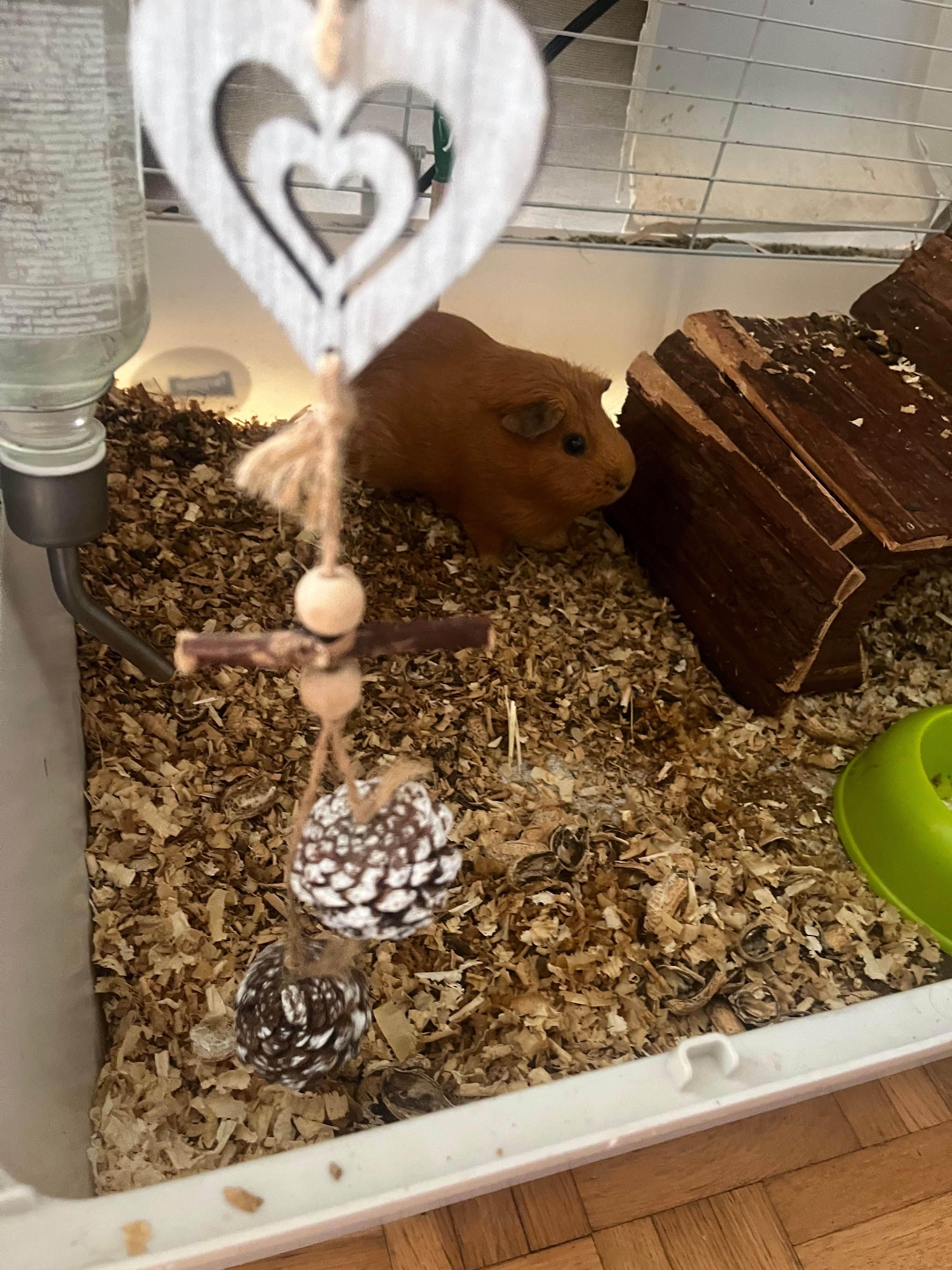 image-7
