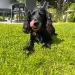 Ronnie