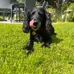 Ronnie