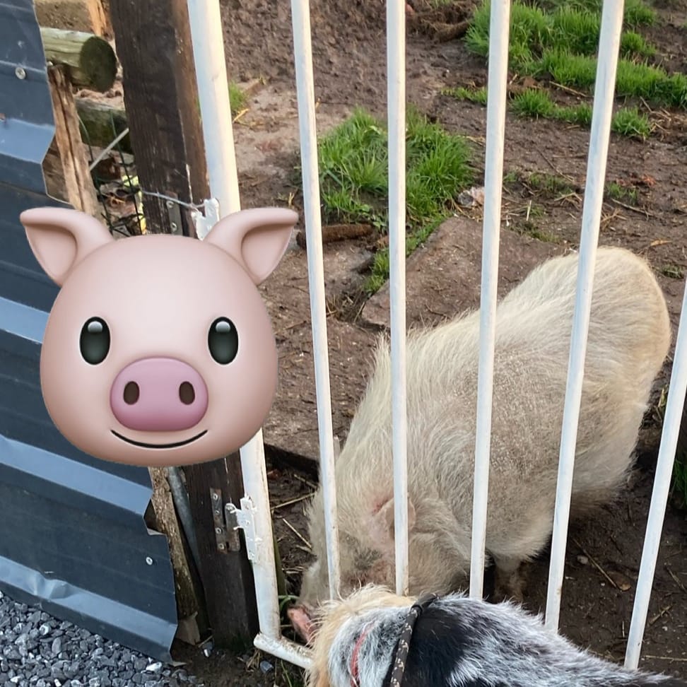 Speedy Het 🐷