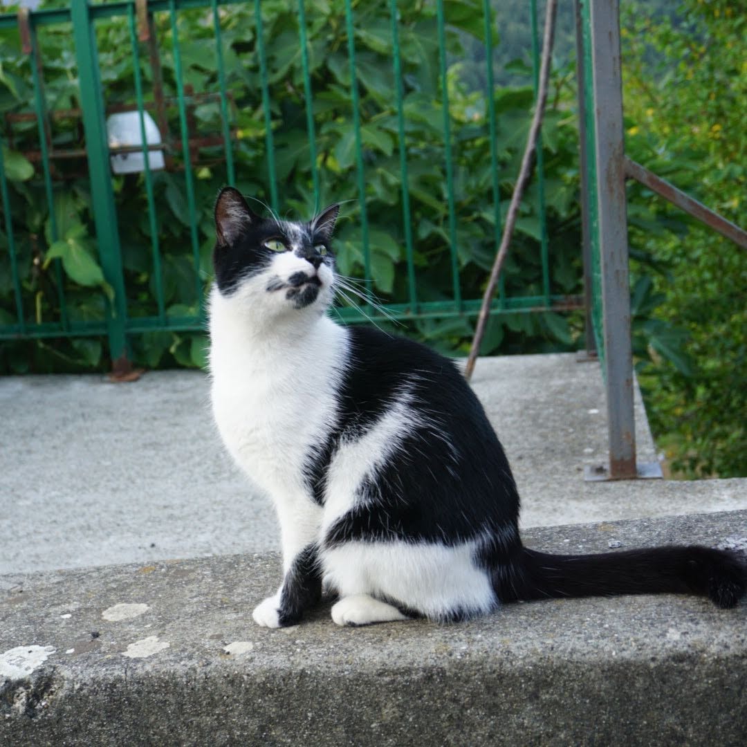 Mimì