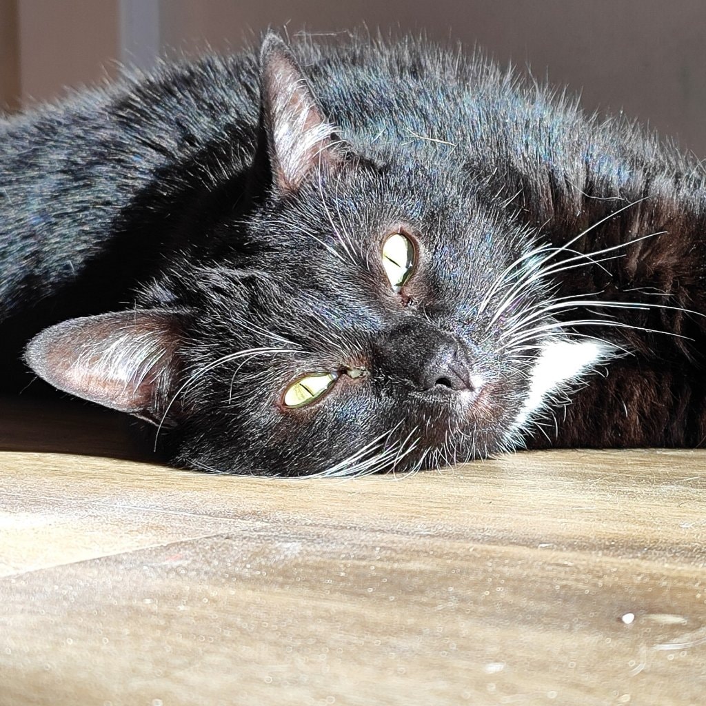 Figaro