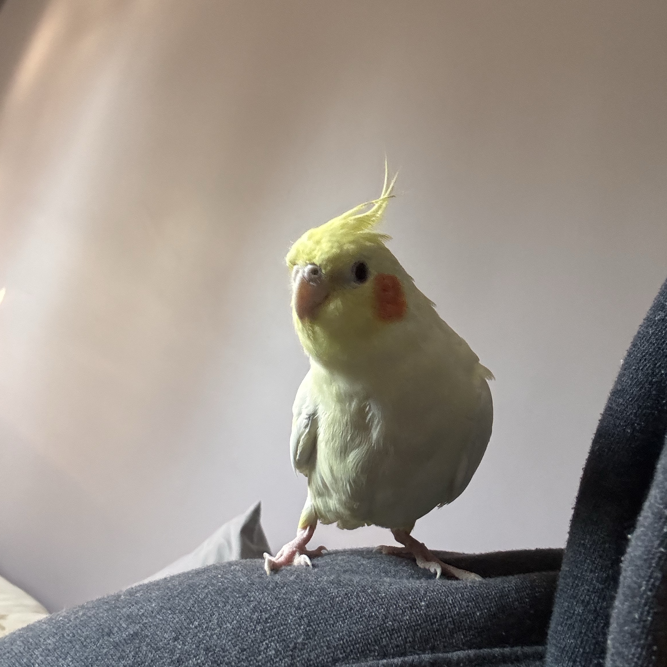 Chicken 