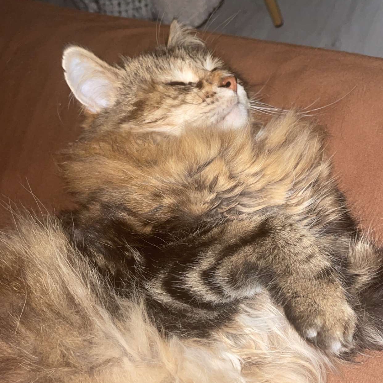 Chouchou 