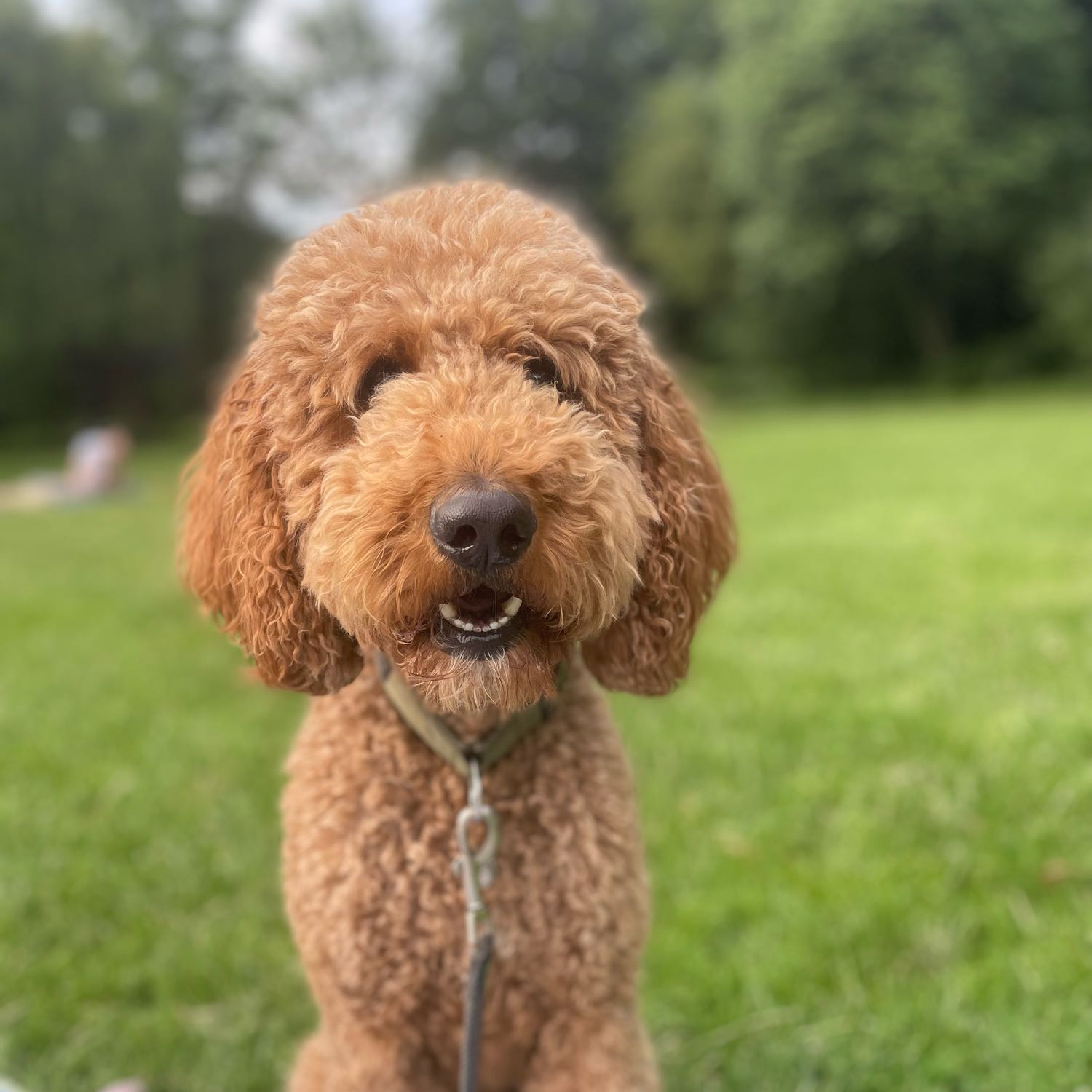 Cooper